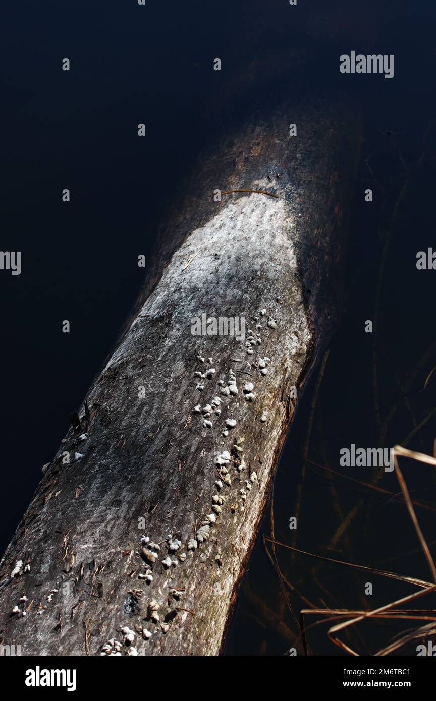 Tronco di albero in lago di palude Foto Stock