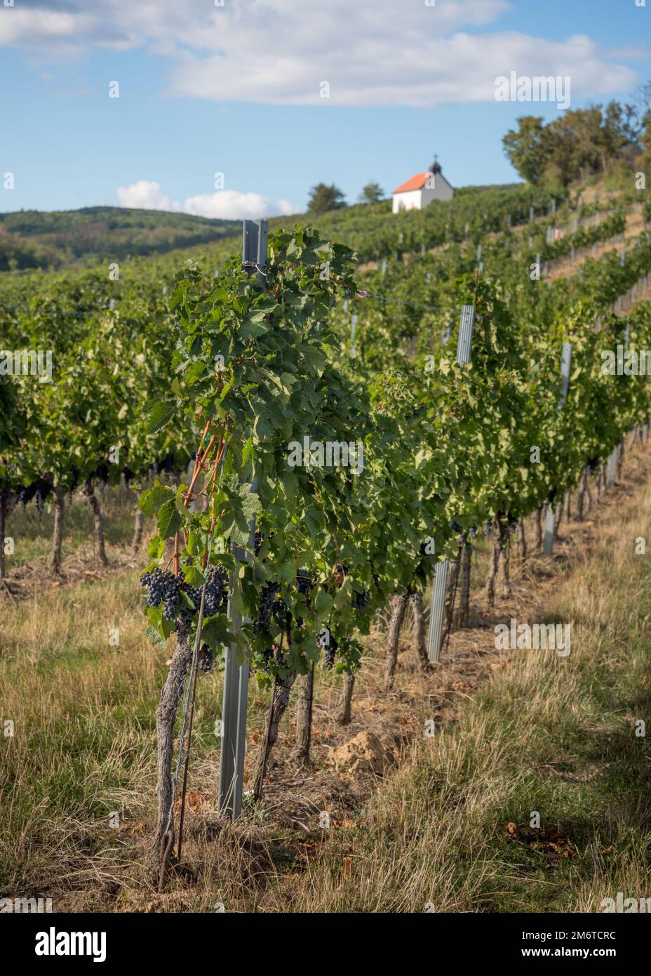 Neckenmarkt Austria vigneti prima della raccolta con piccola cappella Foto Stock