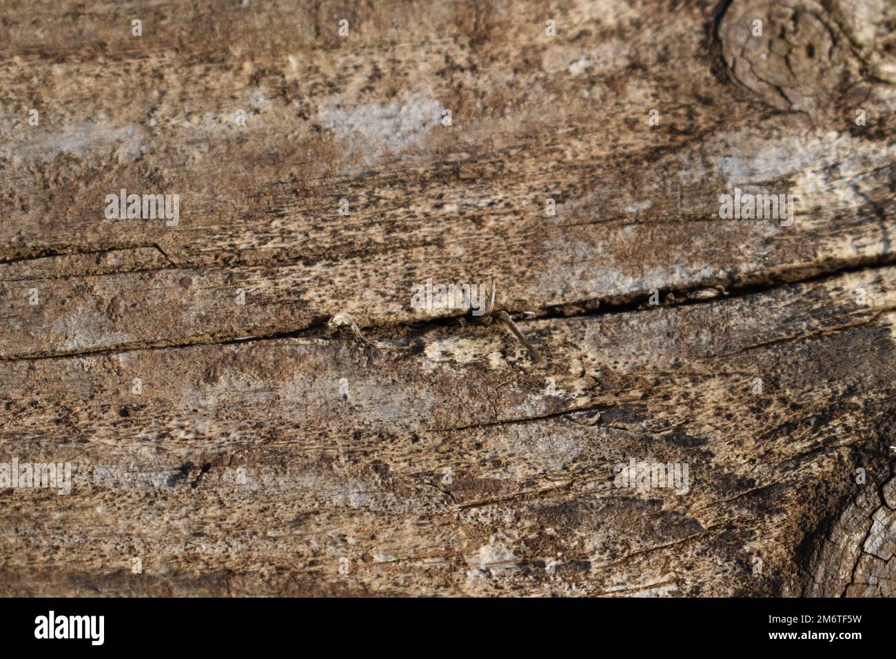 struttura di alberi. Vecchio albero con le fibre su di esso, albero grigio con un pezzo di corteccia, Un vecchio albero con i colori marroni, all'interno c'è resina shinny. Foto Stock