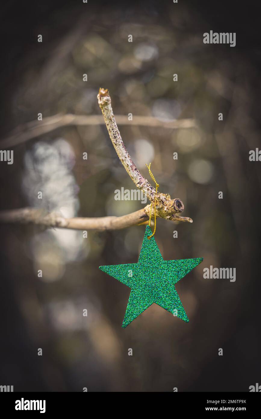 Verde stella di Natale decorazioni all'aperto su un ramo di albero Foto Stock