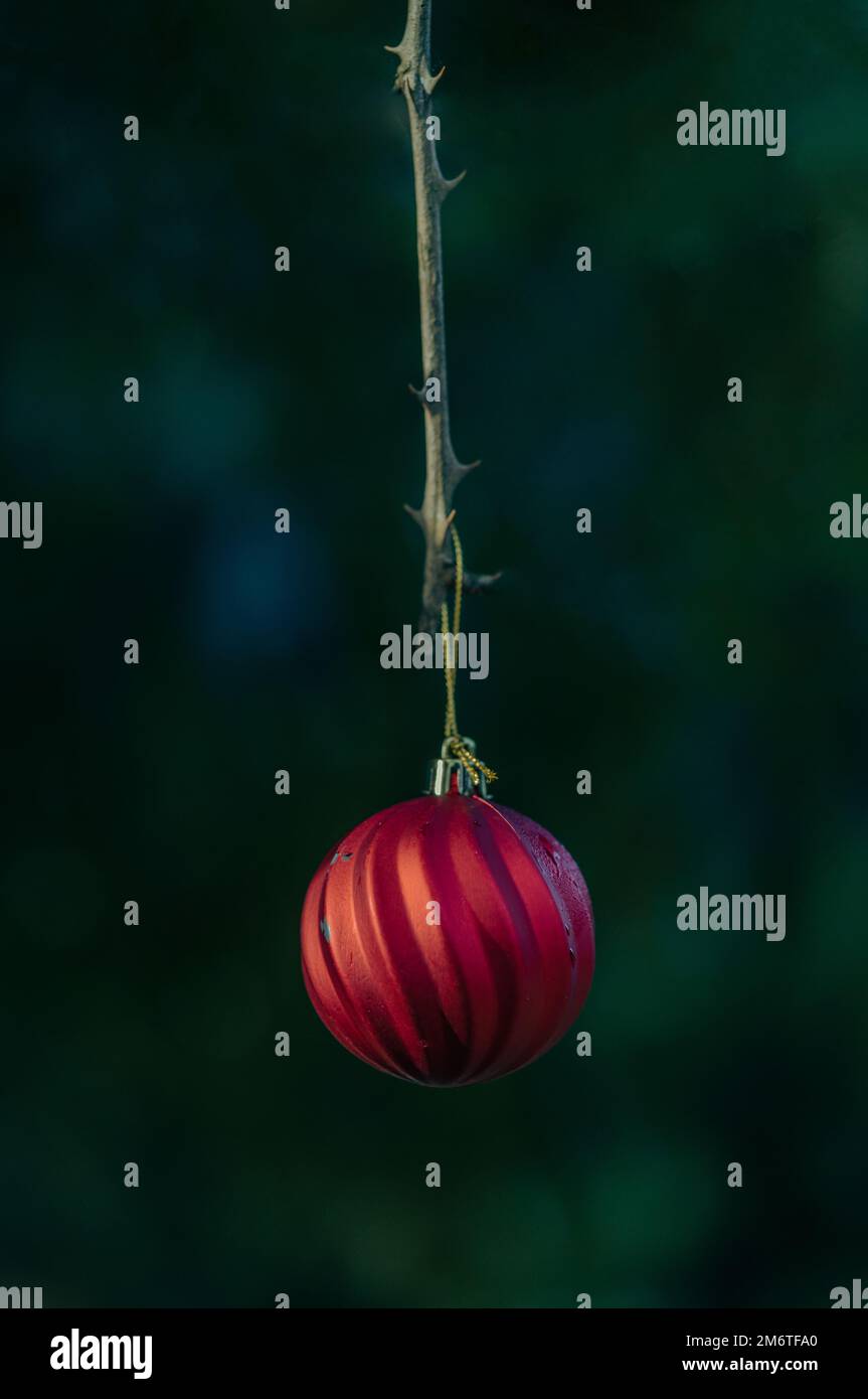Oudoors decorazioni natalizie, primo piano di un rosso di Natale appeso a un albero in un parco / bosco a Southampton, Inghilterra, Regno Unito Foto Stock