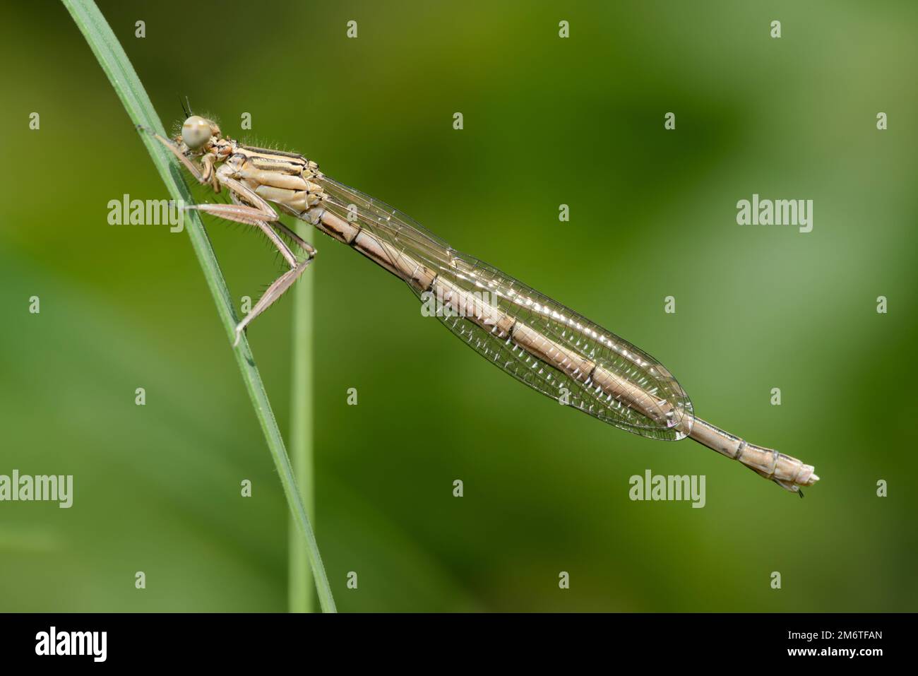 Zampa di damselfly bianca o gamba di piume blu (pennipes Platycnemis) Foto Stock