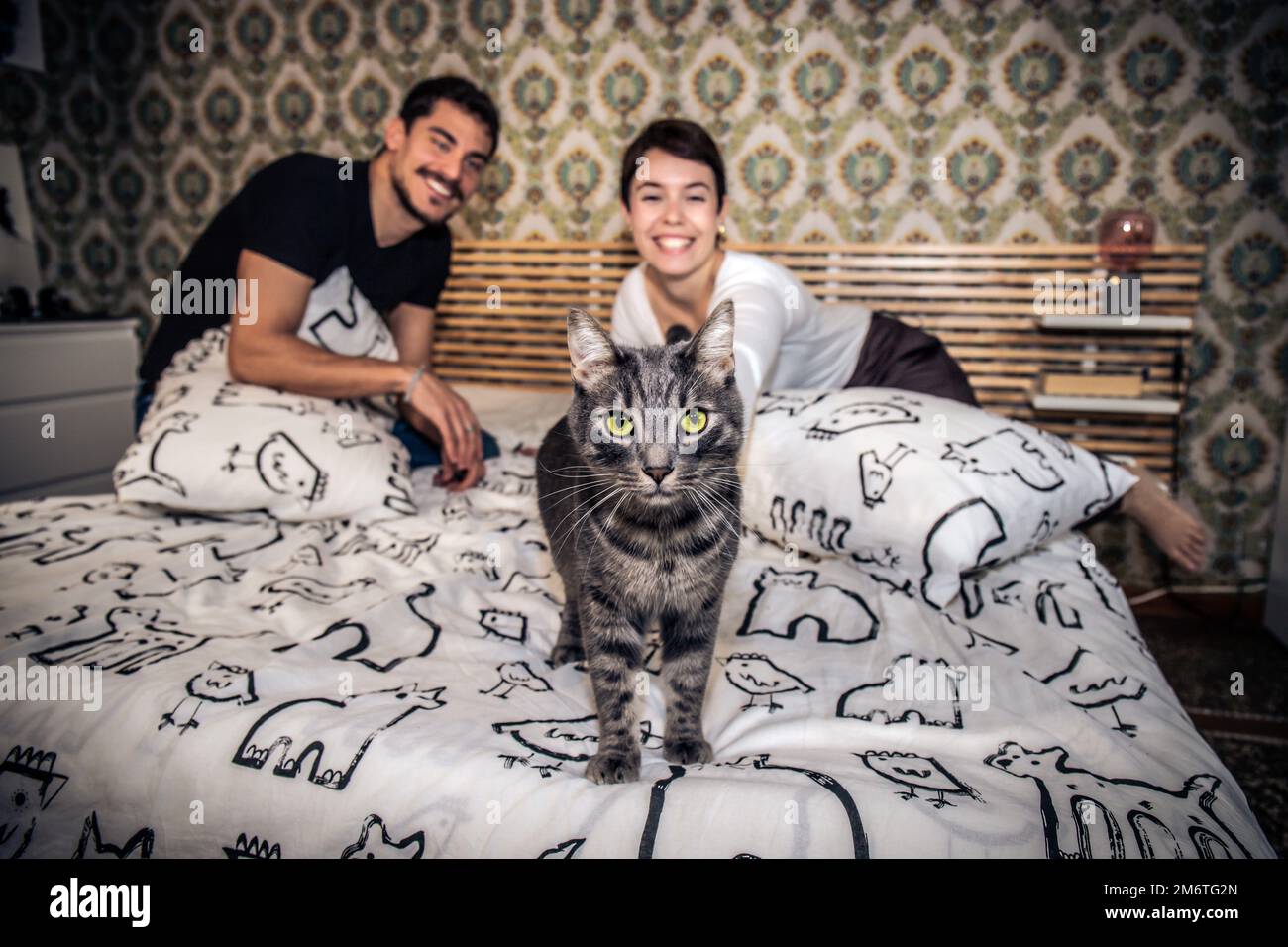 Ritratto di un bel gatto grigio che guarda nella fotocamera. La giovane coppia gioca con il gatto sul letto. Foto Stock