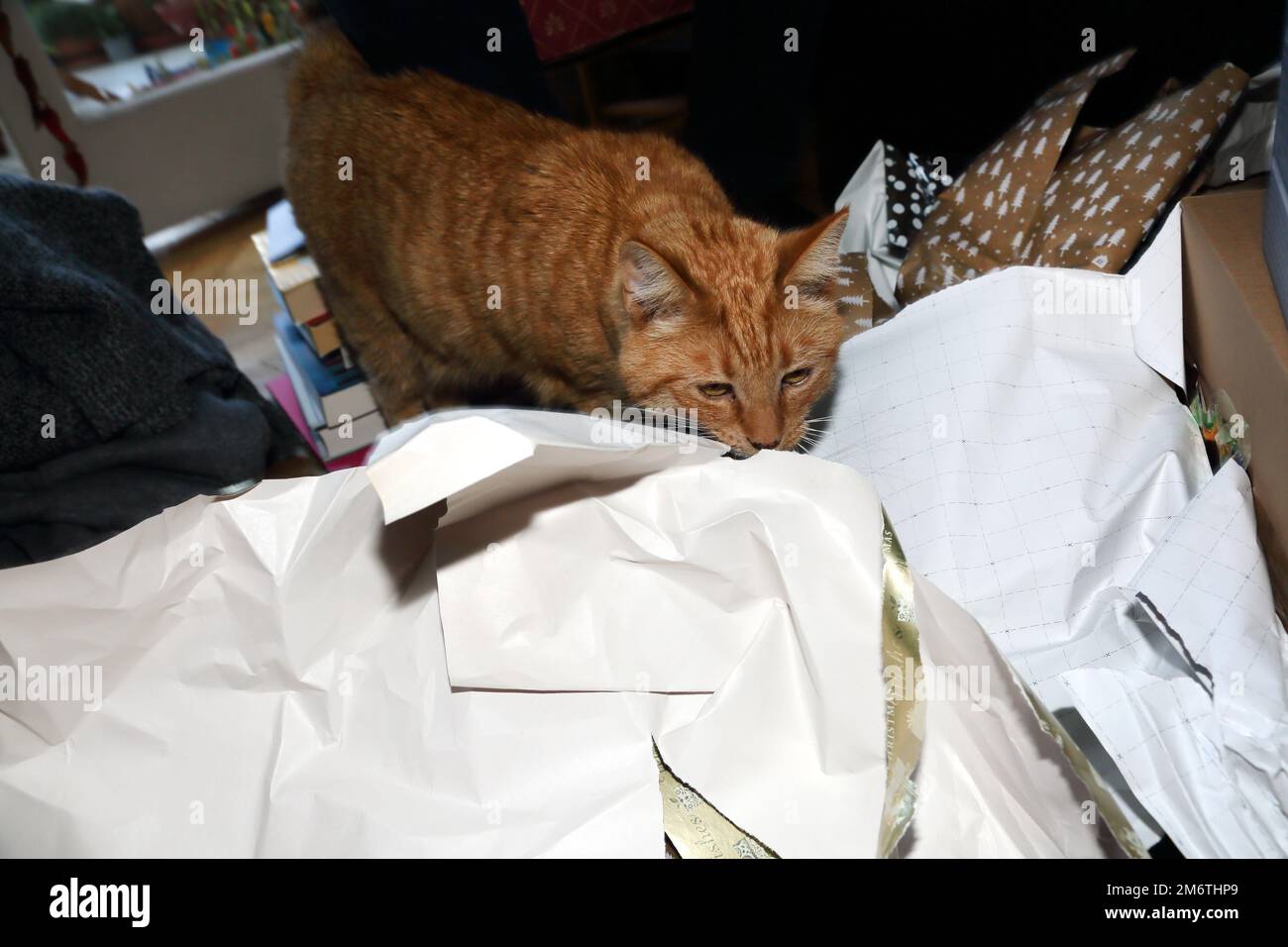 Ginger Tom Cat Sniffing a stropicciato su carta da imballaggio di Natale Foto Stock