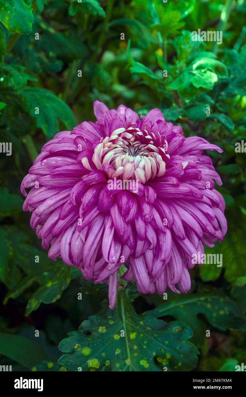 Primo piano di un singolo Chrysanthemum / Dendranthema Pot Nero una varietà reflexed rosso scuro che fiorisce in autunno Foto Stock