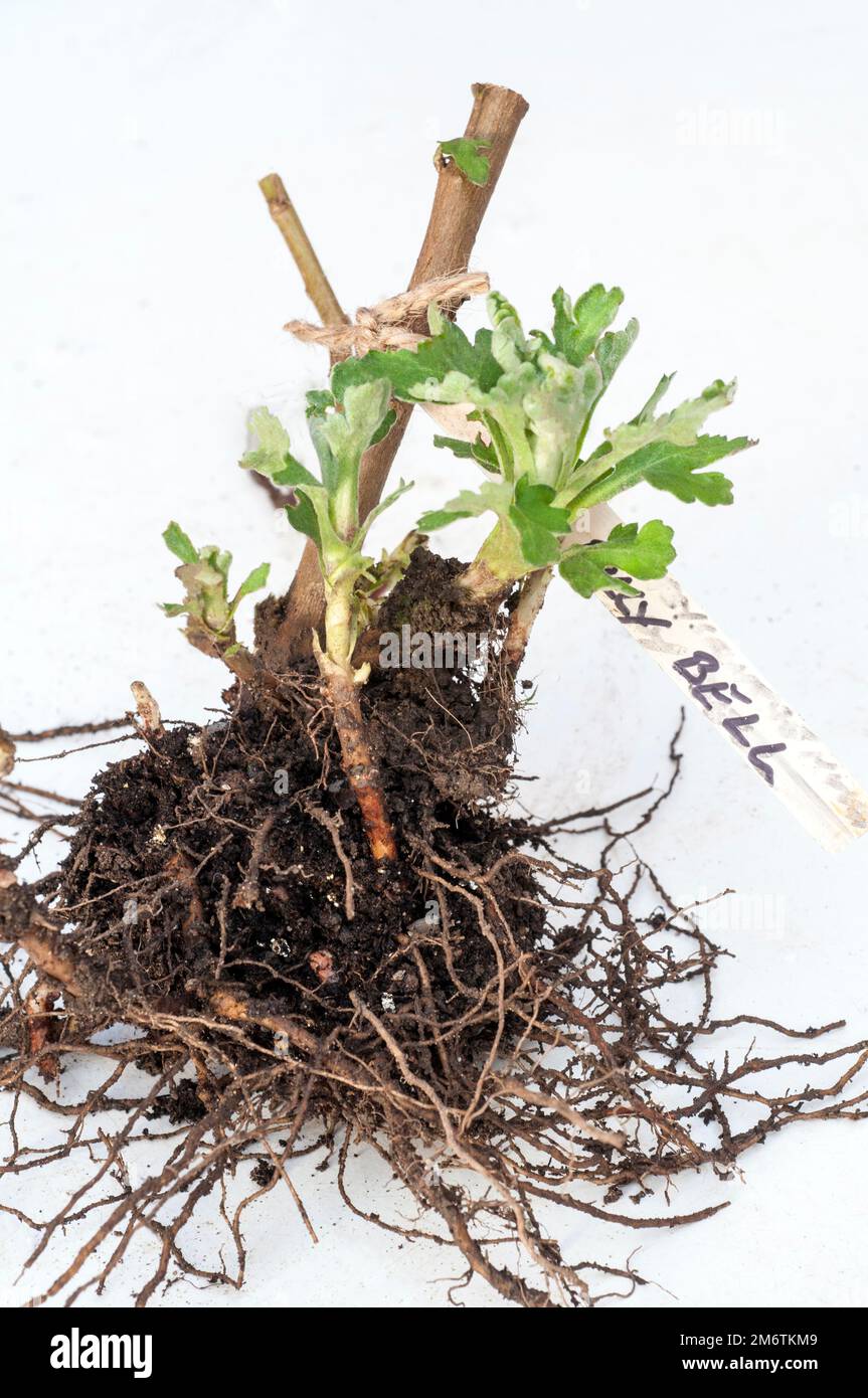 Chrysanthemum / Dendranthema Billy Bell radice stock con nuova crescita pronto per essere preso come talee da piantare in pentole piccole per formare nuove piante Foto Stock