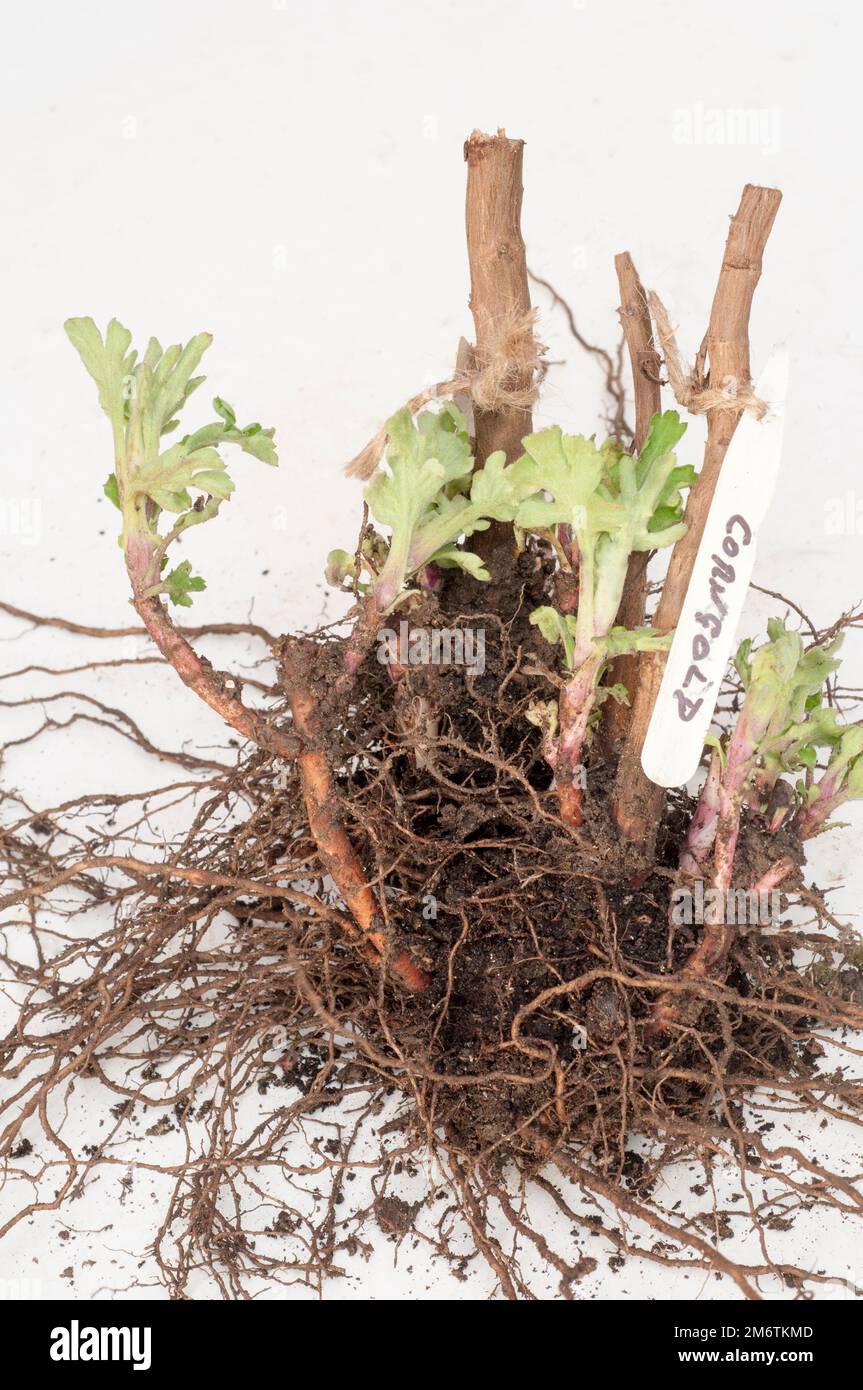 Chrysanthemum / Dendranthema brodo di radice Corngold con nuova crescita pronto per essere preso come talee da piantare in pentole piccole per formare nuove piante Foto Stock