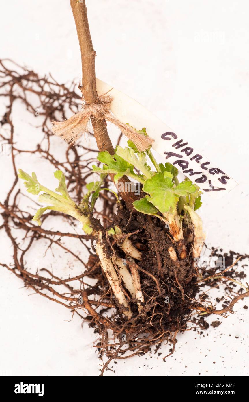 Chrysanthemum Dendranthema Charles Tandy radice stock con nuova crescita pronto per essere preso di come talee da piantare in pentole piccole per formare nuove piante Foto Stock