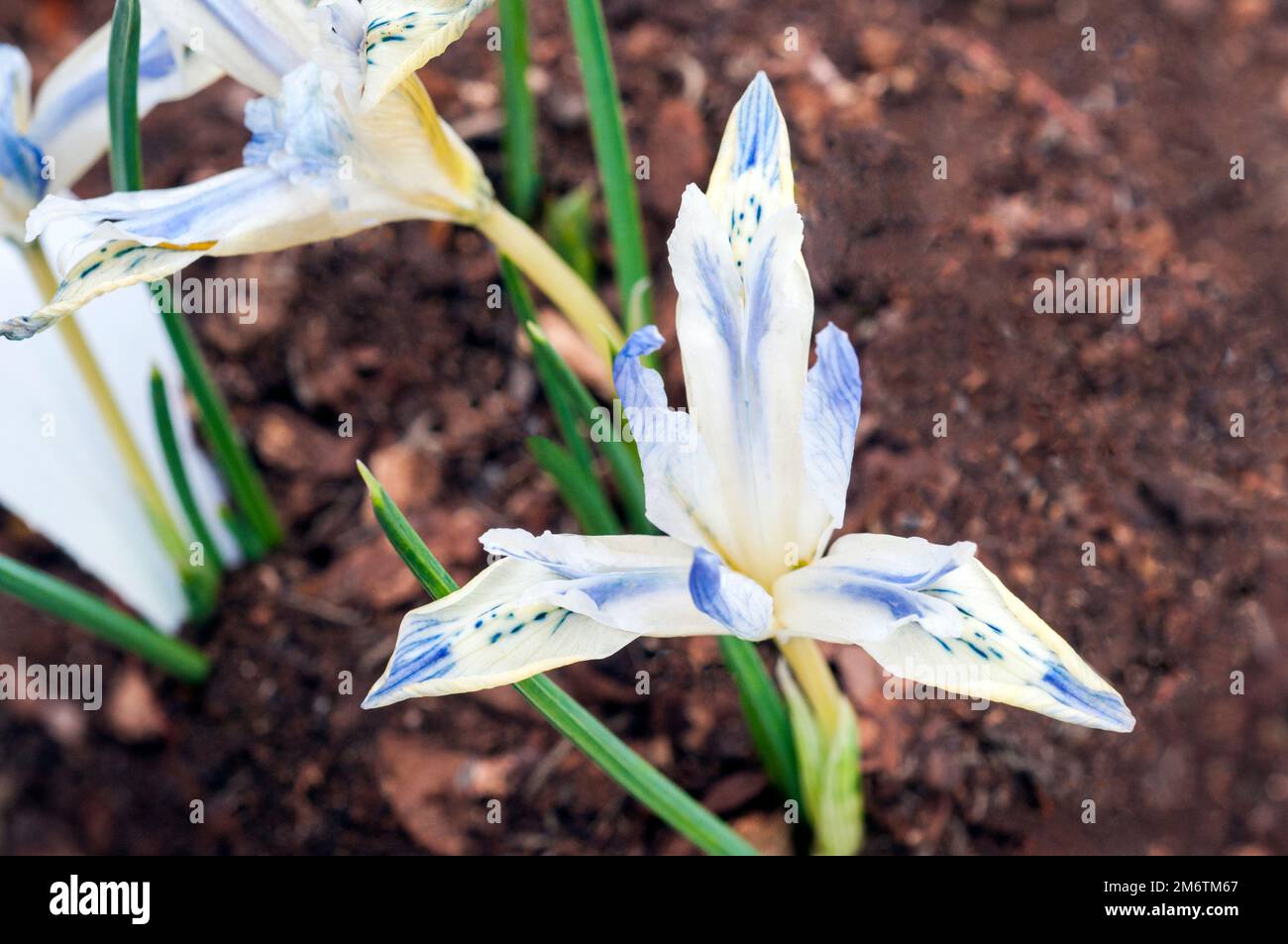 Primo piano di iride nana reticulata dipinta Signora in fiore nel tardo inverno o primaverile blu bianco petali gialli una pianta decidua che è completamente dura Foto Stock