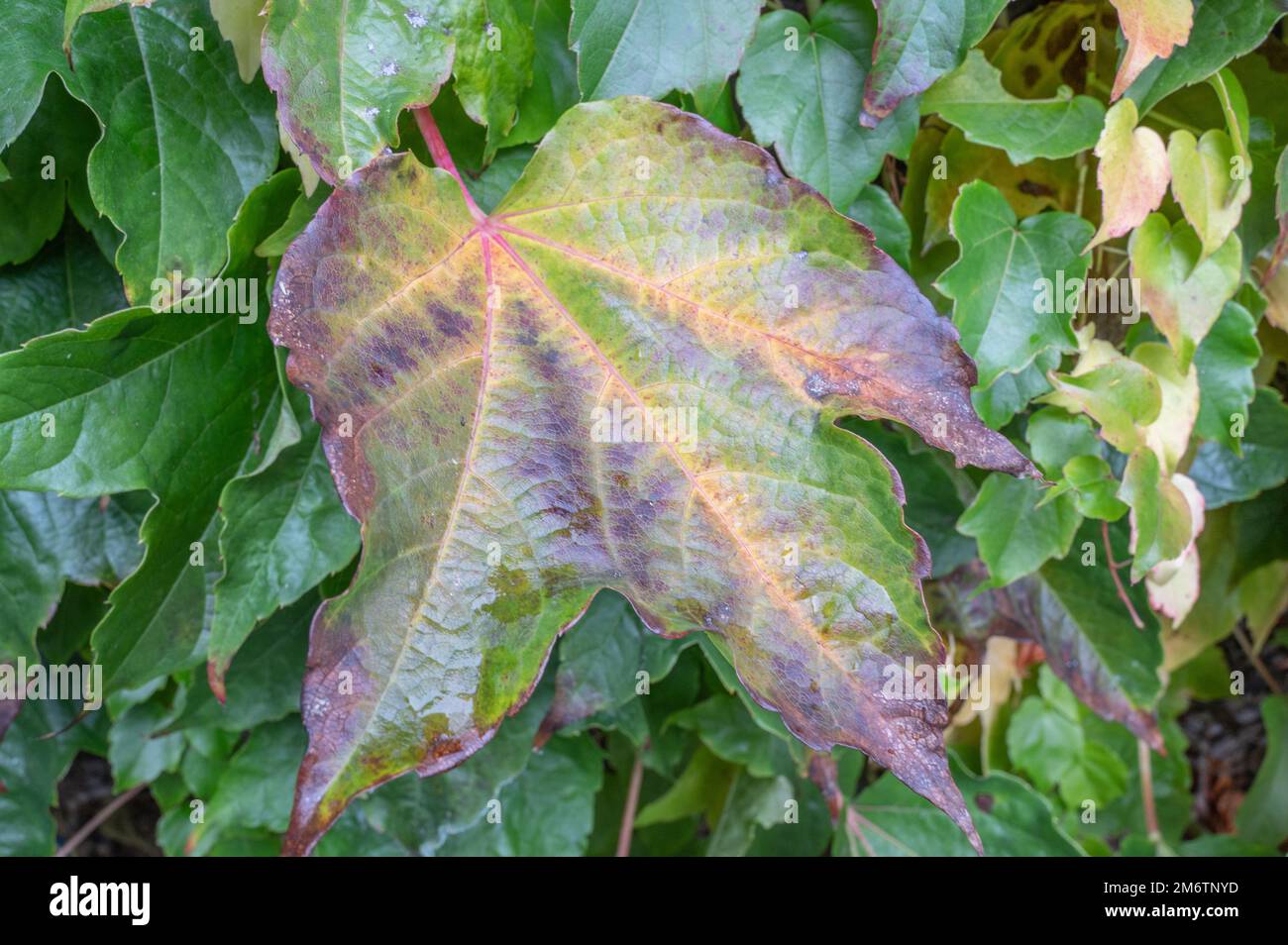 belle foglie nella foresta Foto Stock