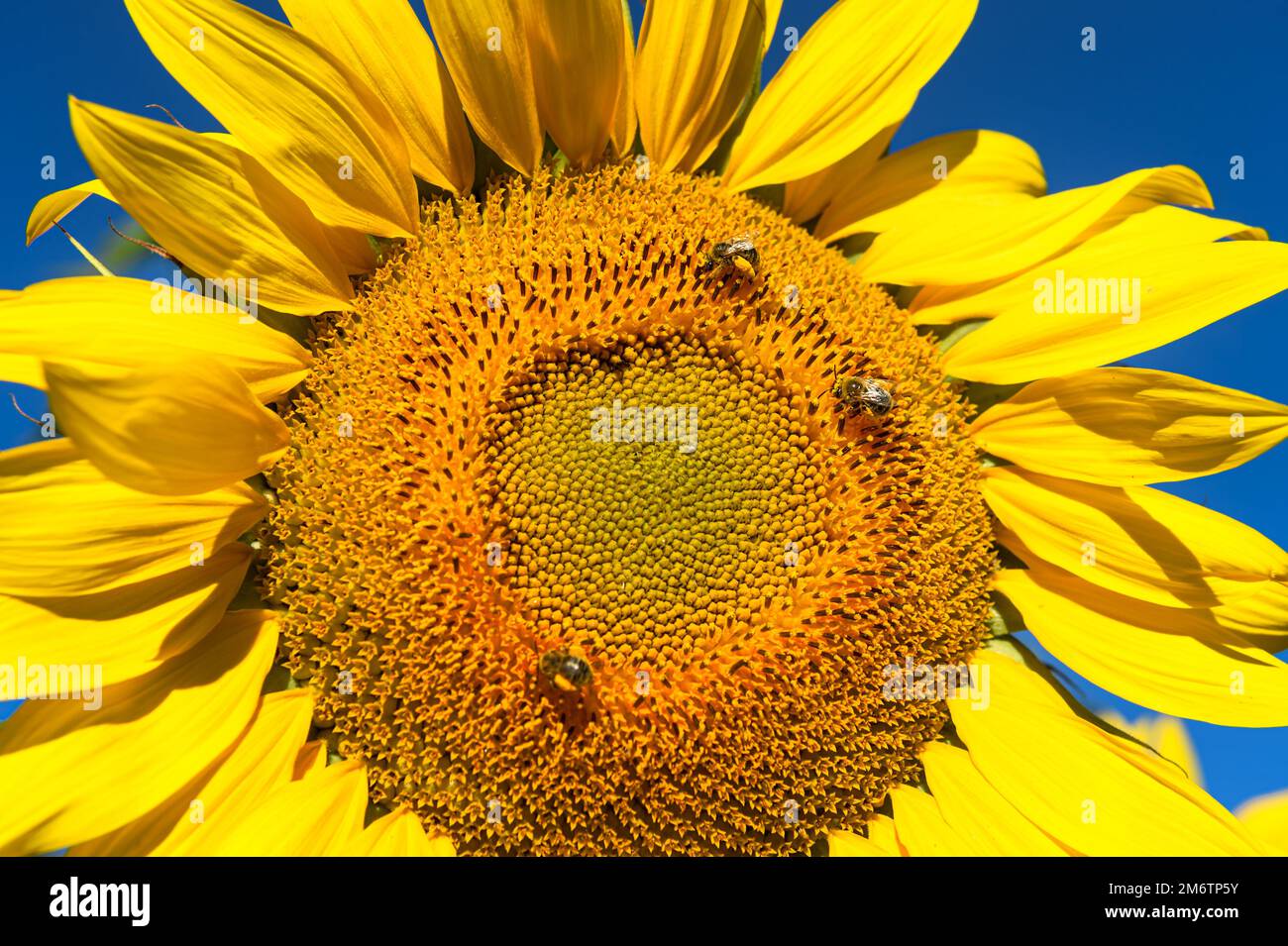 Girasole faccia con tre api raccolta polline - Estate Foto Stock