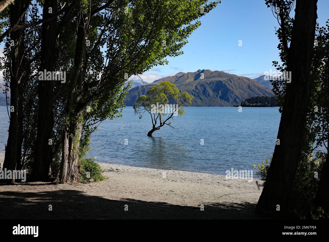 Lago Wanaka albero, Nuova Zelanda Foto Stock