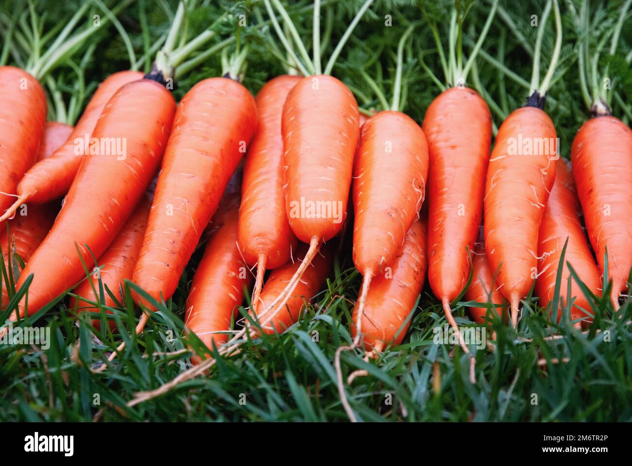 Carote fresche su erba verde, raccolti ortaggi a radice in giardino biologico Foto Stock