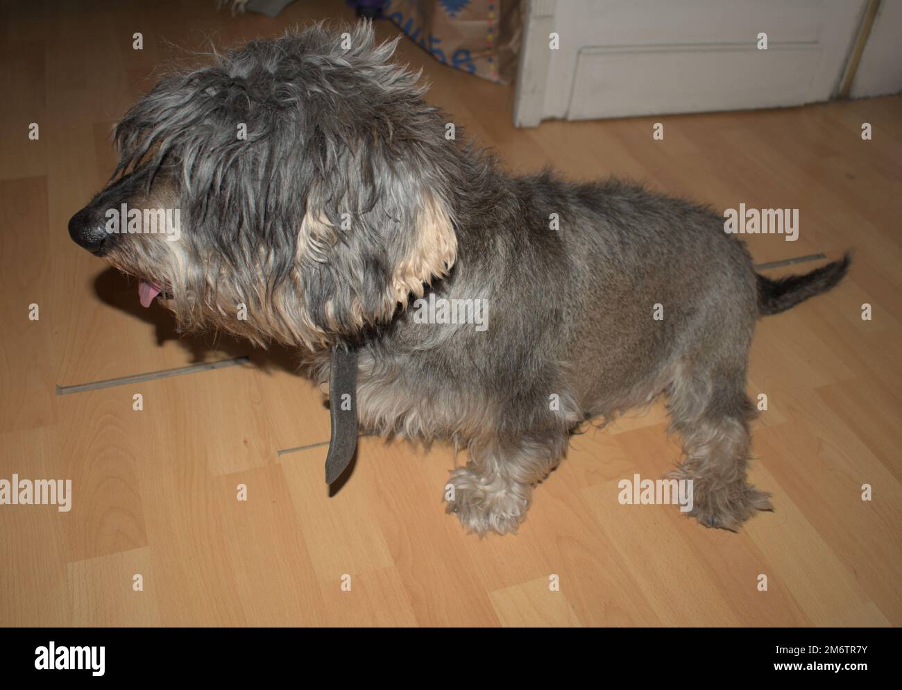 Un dachshund a pelo di filo in un appartamento Foto Stock