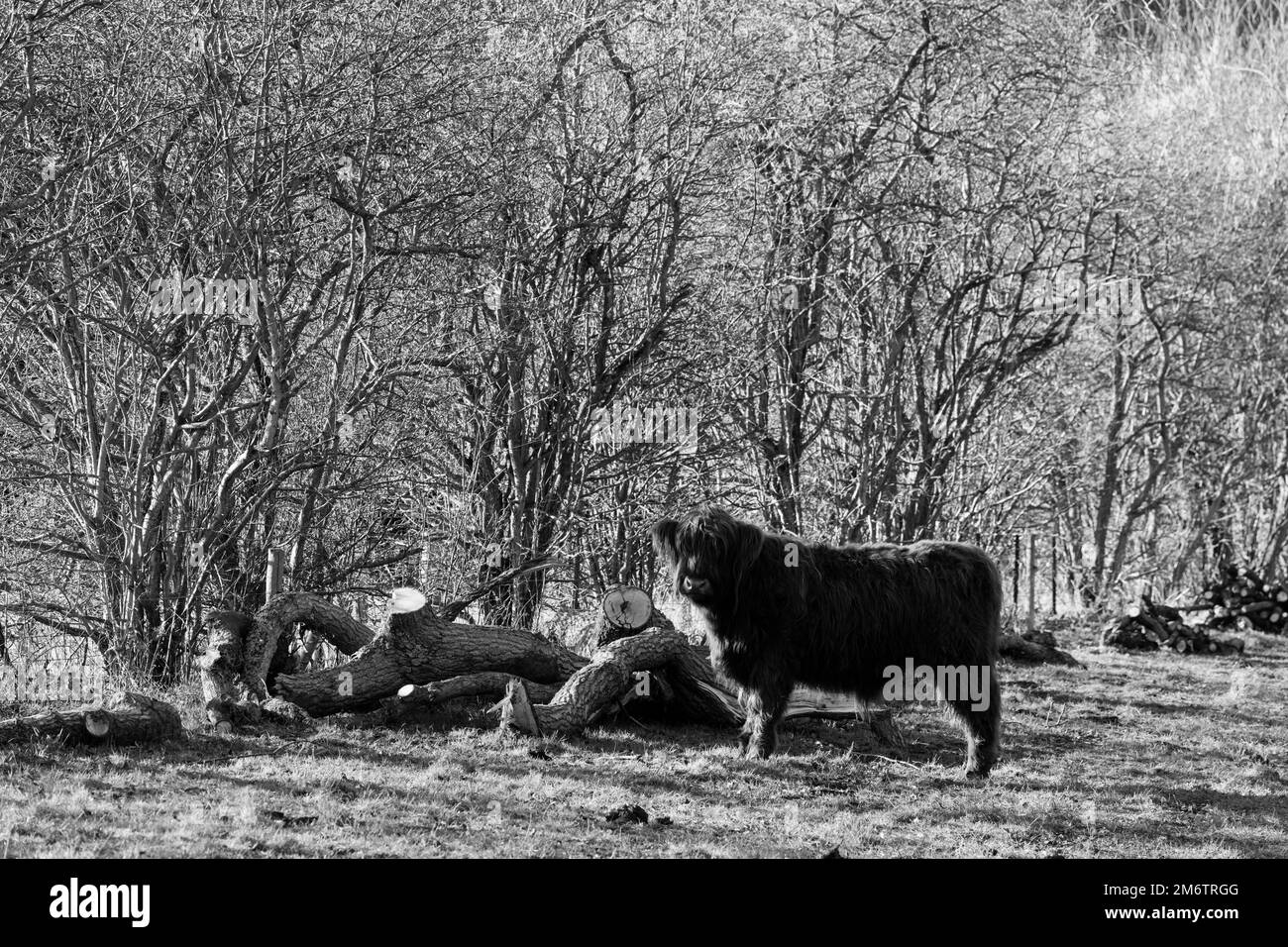 L'Hirsel, casa di campagna della famiglia Douglas-Home. Bestiame bovino. Foto Stock