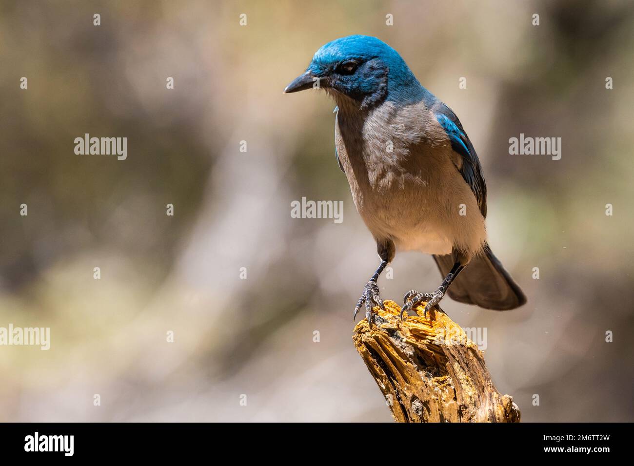 Un Jay messicano a Tucson, Arizona Foto Stock