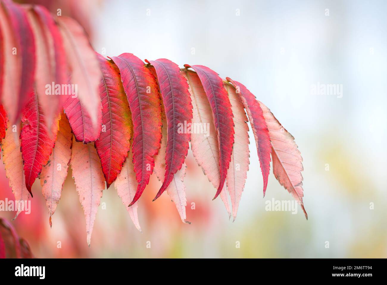 Foglie rosse in autunno Foto Stock