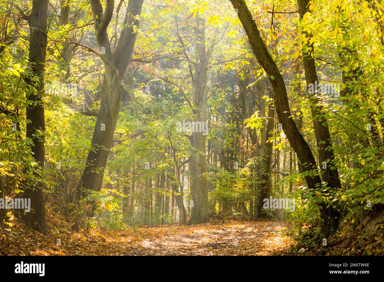 Sentiero nella foresta di autunno Foto Stock