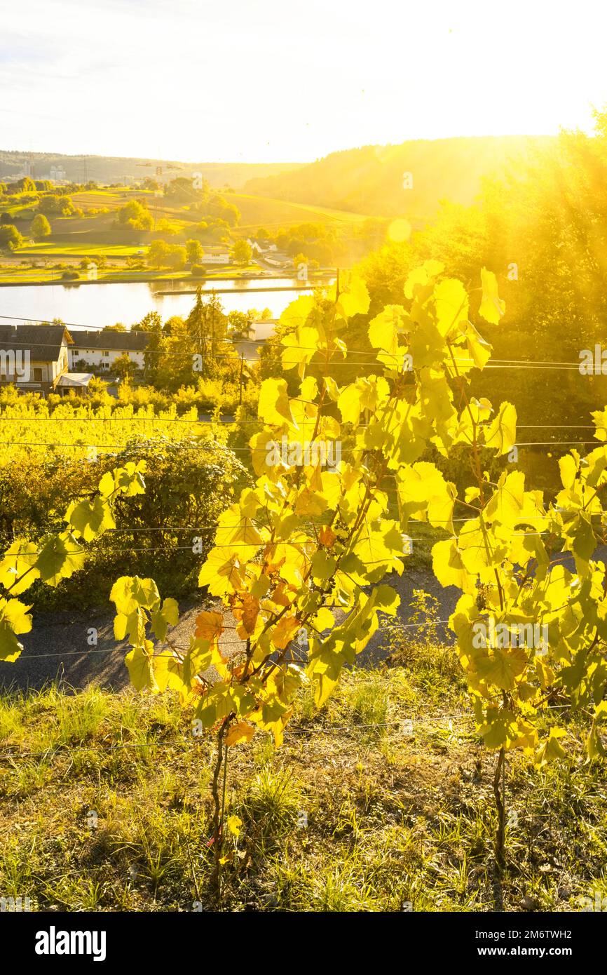 Esperienza enologica nella bassa valle del Neckar Foto Stock