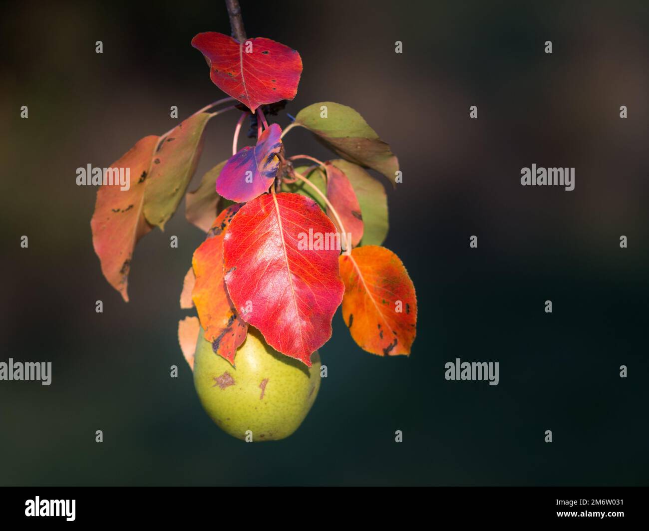Foglie autunnali con frutta su un albero di pera Foto Stock