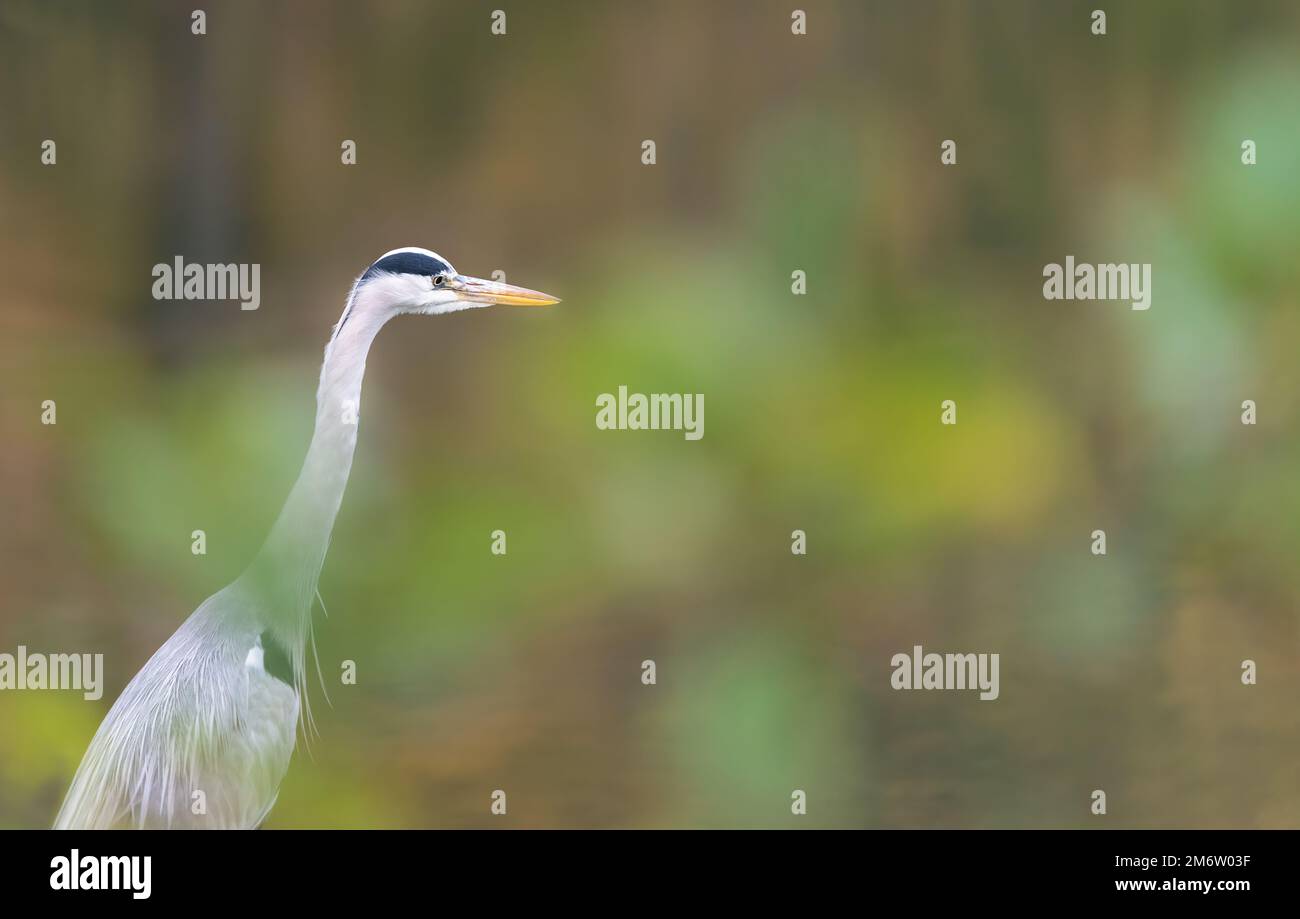 Profilo Headshot di un grande Heron Blu Foto Stock