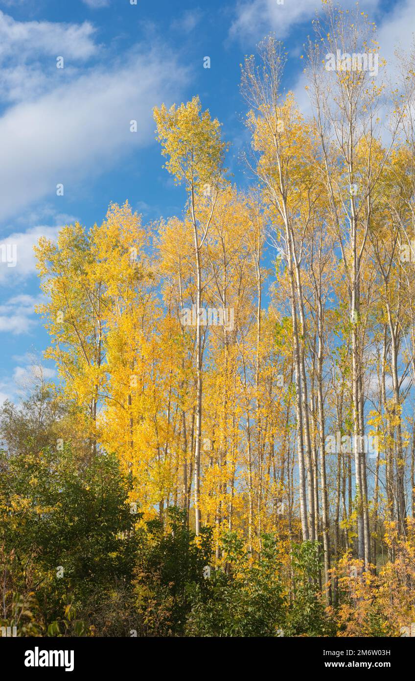 Raccolta di bellissimi colori d'Autunno foglie / verde, giallo, arancione, rosso Foto Stock