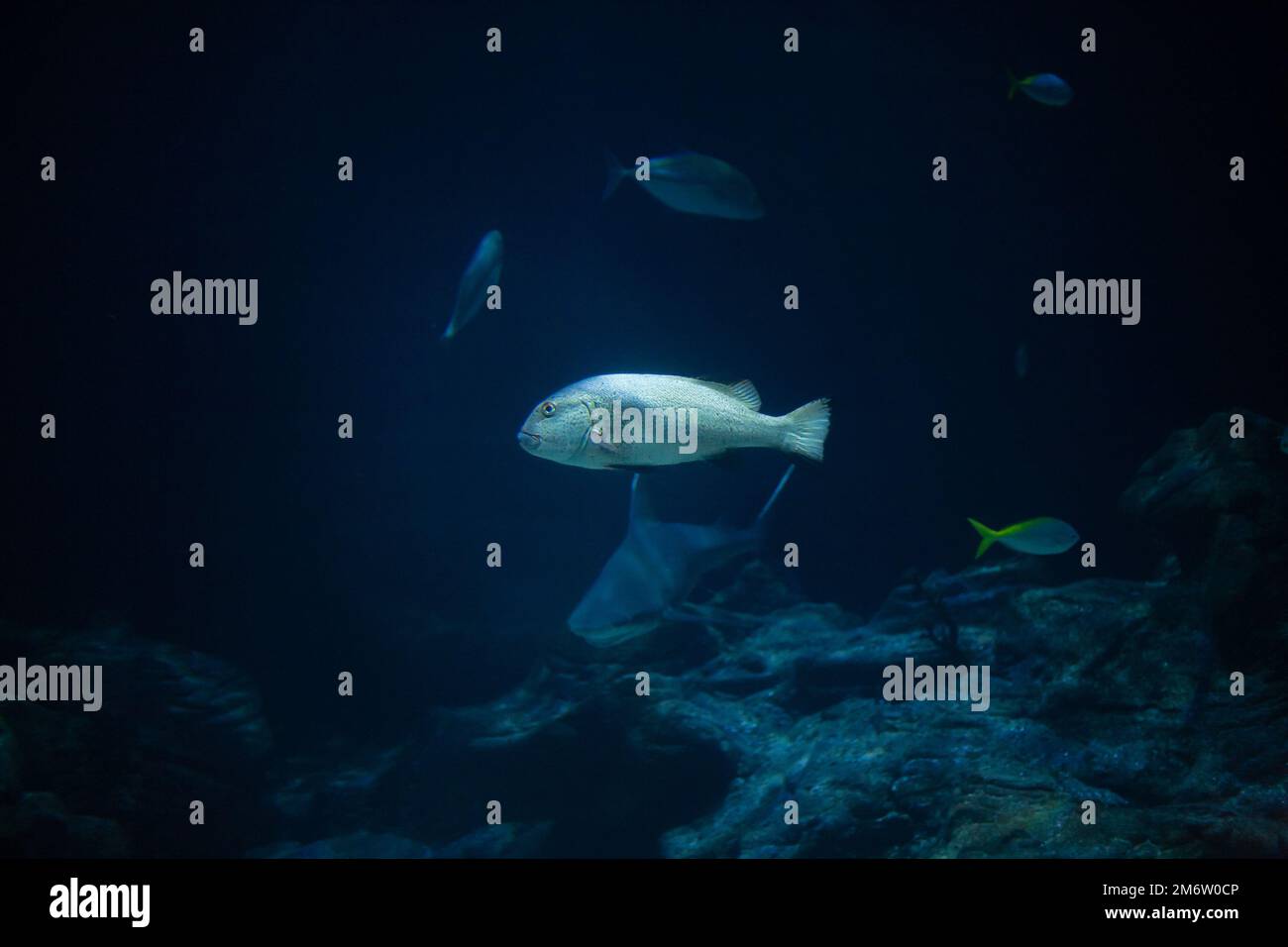 Luminoso e bellissimo mare di pesce in acque blu del mare Foto Stock