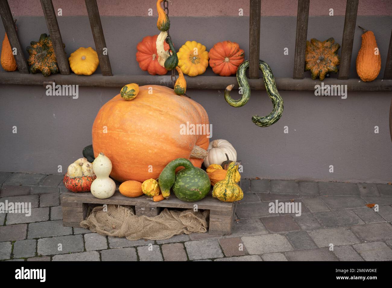 Incrementate le vendite autunnali con il merchandising delle zucche Foto Stock