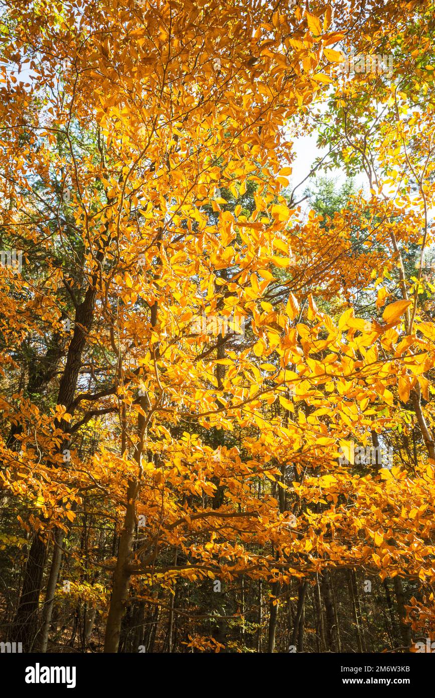 Parco autunnali. In autunno gli alberi e le foglie. Caduta Foto Stock
