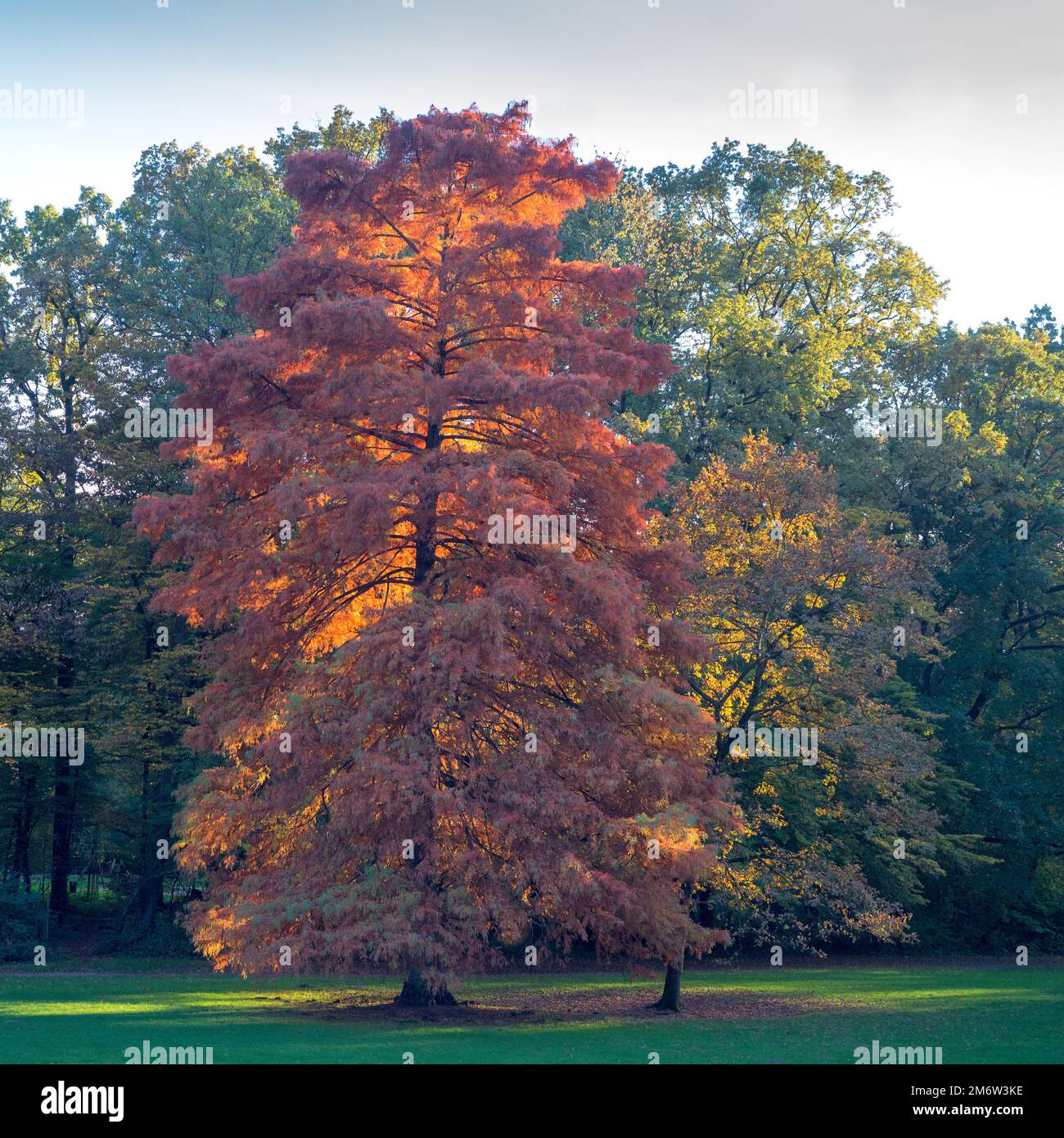 Albero colorato lungo il parco maksimir in autunno zagreb, croazia Foto Stock