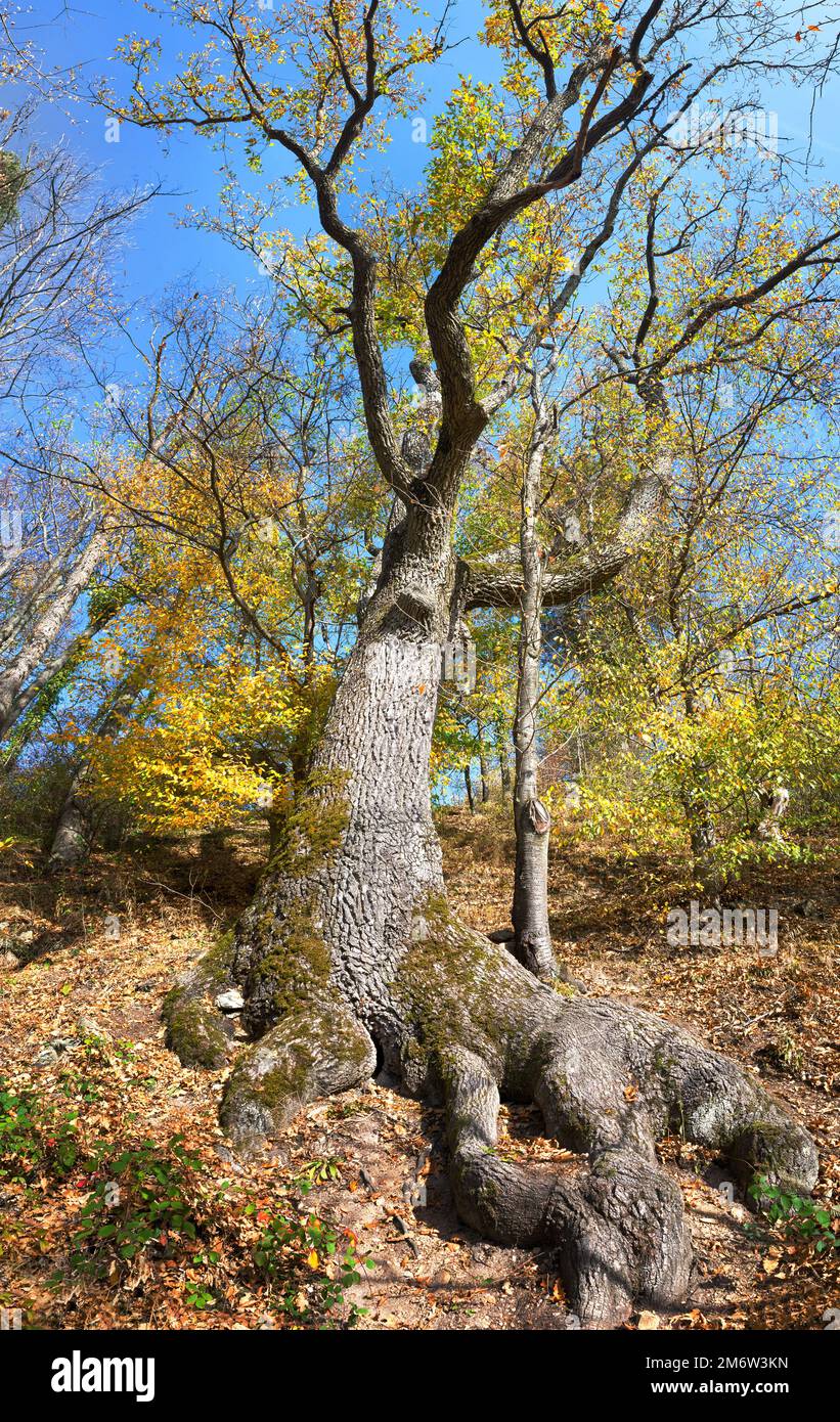 Grande vecchio albero in autunno Foto Stock