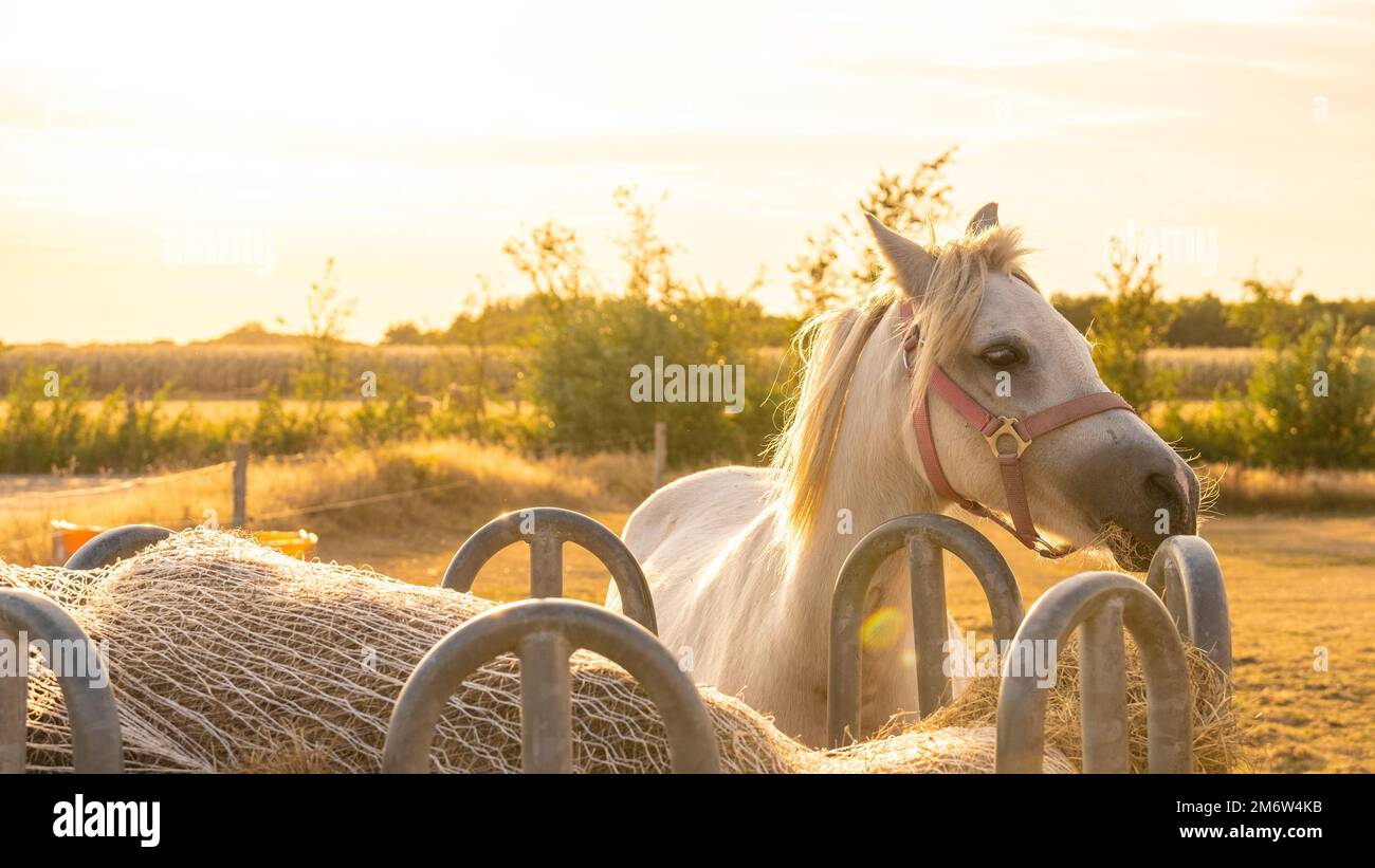 Immagini Stock - Crema Di Cavallo In Movimento Alla Luce Del Sole