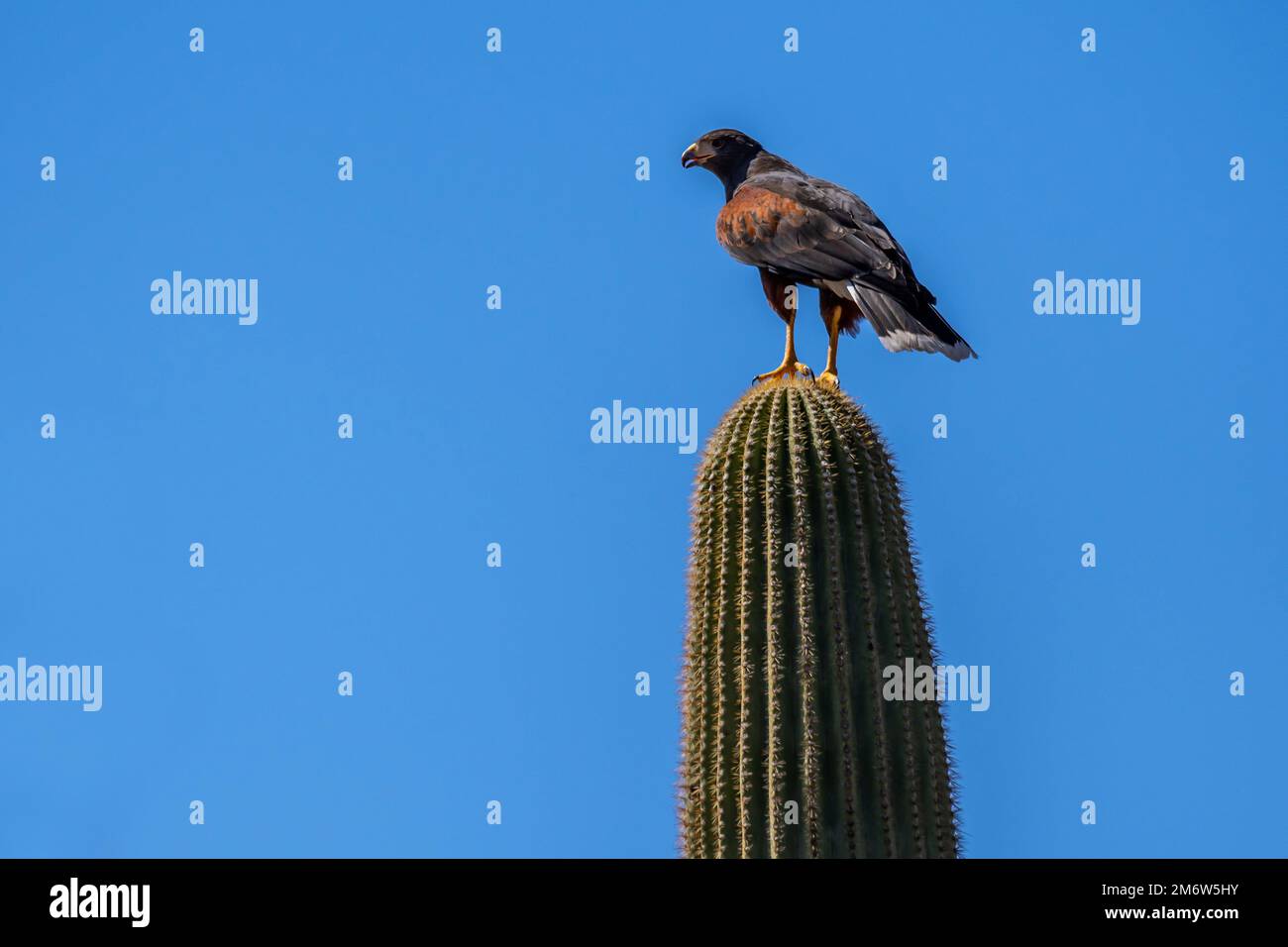 Un Harris Hawk marrone scuro a Tucson, Arizona Foto Stock