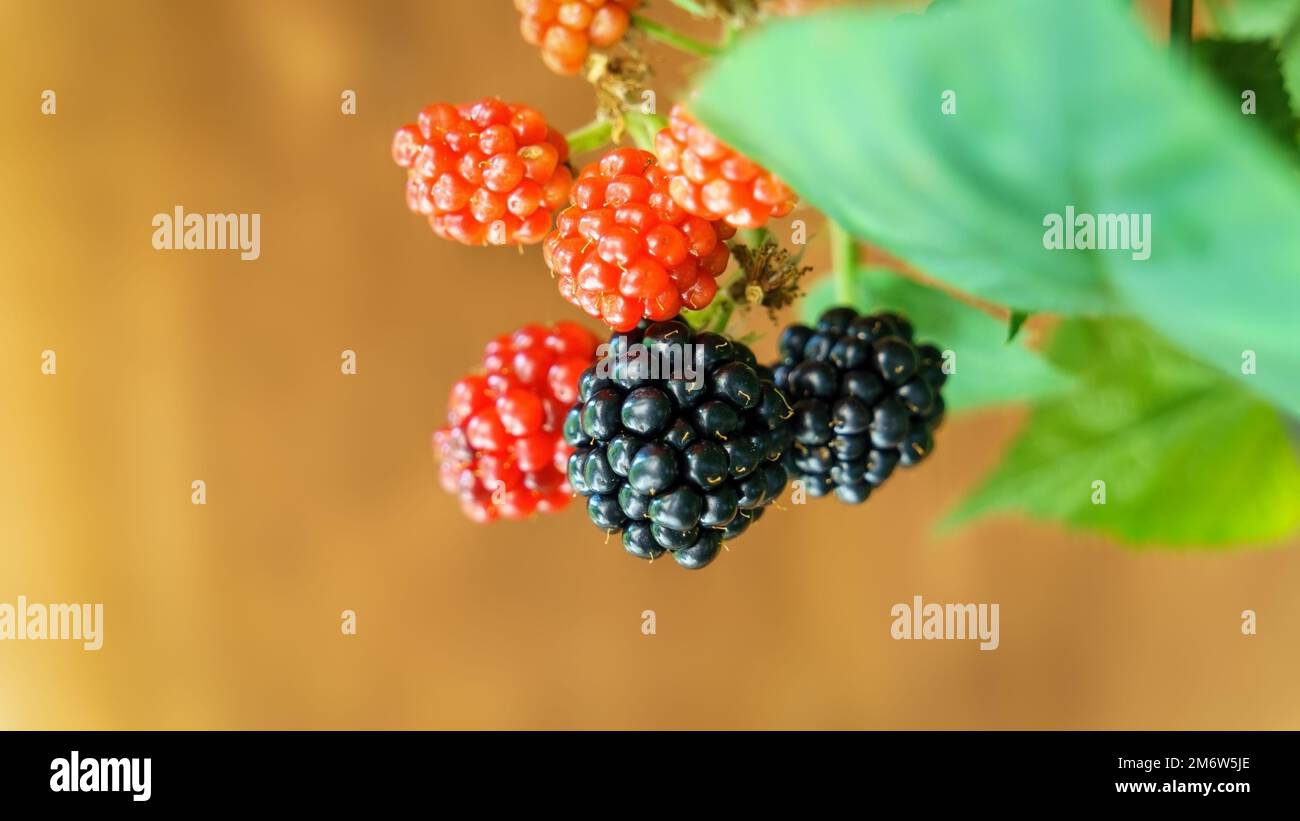 Frutta dolce di mora in giardino Foto Stock