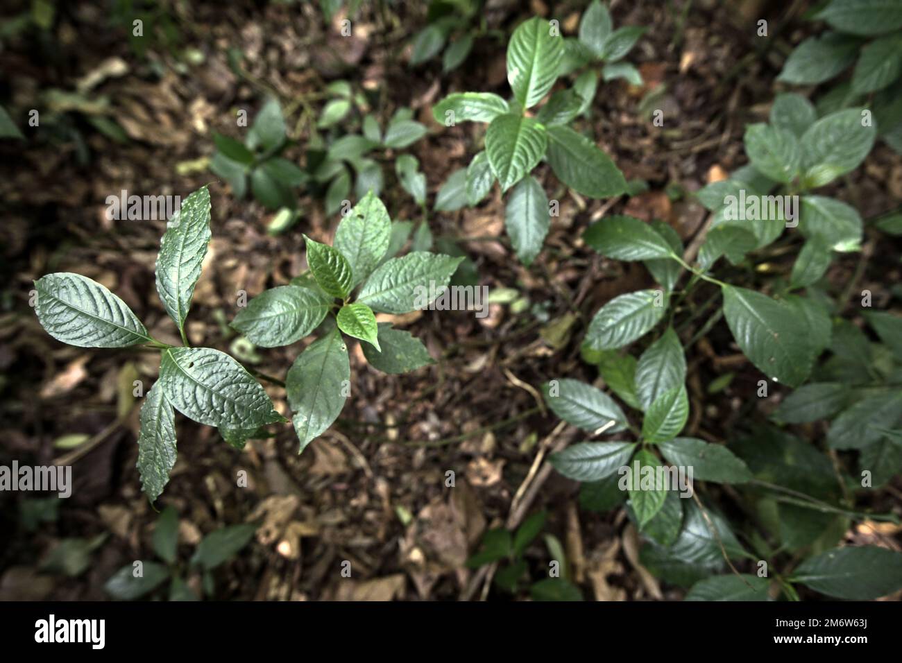 Specie non identificate di piante da fiore selvatiche che crescono sul pavimento della foresta, viste durante un'escursione nella foresta pluviale nel Parco Nazionale del Monte Gede Pangrango, Giava Occidentale, Indonesia. L'escursione è una delle attività gestite e guidate come fonte alternativa di reddito per gli agricoltori che vivono nei villaggi circostanti. Foto Stock