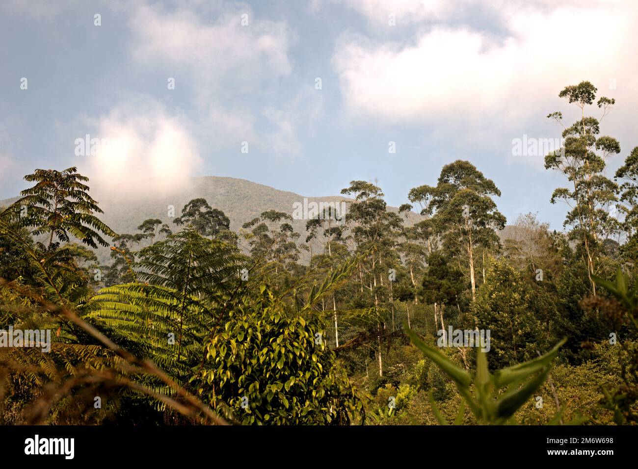 Cespugli e alberi giovani sotto gli alberi di eucalipto in un'area che un tempo era campi agricoli all'interno del Parco Nazionale del Monte Gede Pangrango a Giava Occidentale, Indonesia; fotografato nel 2015 durante il Festival di Sarongge. Foto Stock