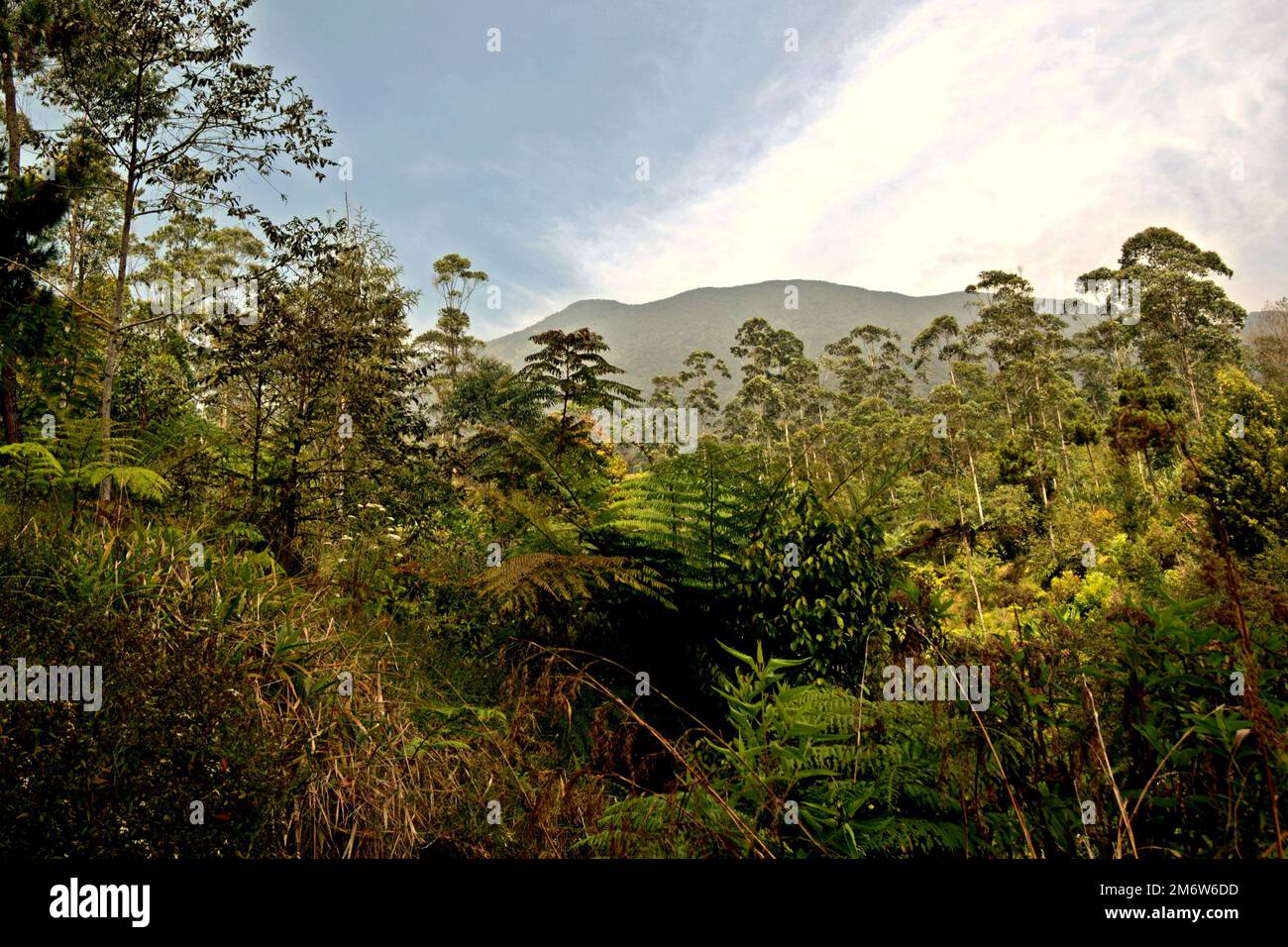 Cespugli e alberi giovani sotto gli alberi di eucalipto in un'area che un tempo era campi agricoli all'interno del Parco Nazionale del Monte Gede Pangrango a Giava Occidentale, Indonesia; fotografato nel 2015 durante il Festival di Sarongge. Foto Stock