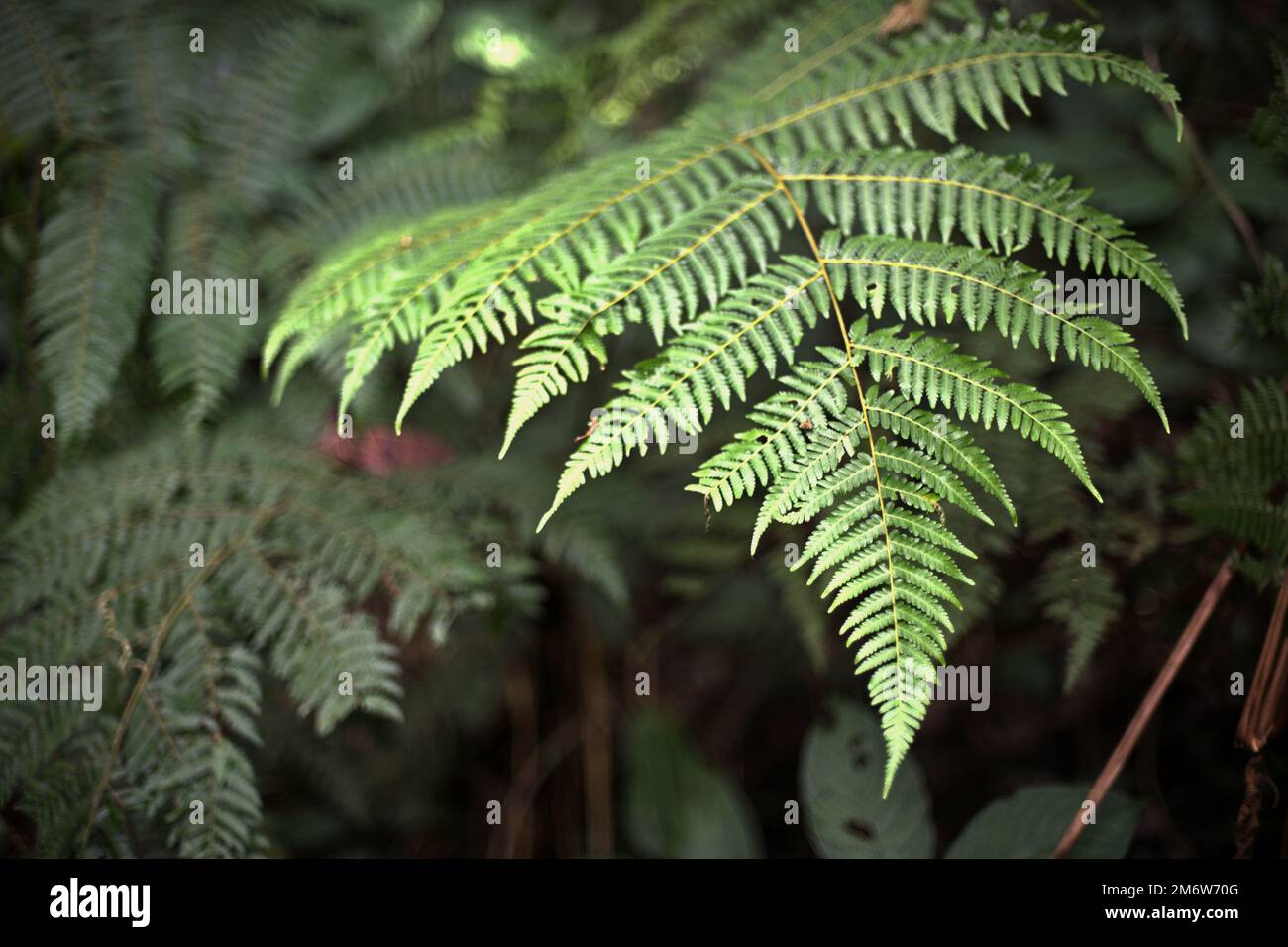 Fern parte dall'ecosistema sottomontano della foresta pluviale, visto durante un'escursione nella foresta pluviale nel Parco Nazionale del Monte Gede Pangrango, Giava Occidentale, Indonesia. L'escursione è una delle attività gestite e guidate come fonte alternativa di reddito per gli agricoltori che vivono nei villaggi circostanti. Foto Stock