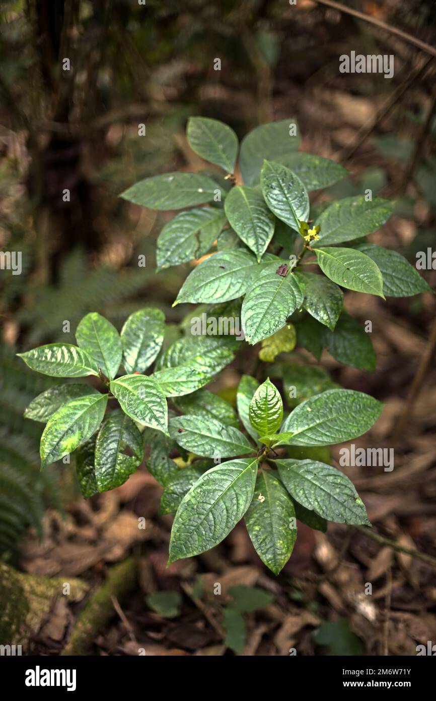 Specie non identificate di piante da fiore selvatiche che crescono sul pavimento della foresta, viste durante un'escursione nella foresta pluviale nel Parco Nazionale del Monte Gede Pangrango, Giava Occidentale, Indonesia. L'escursione è una delle attività gestite e guidate come fonte alternativa di reddito per gli agricoltori che vivono nei villaggi circostanti. Foto Stock