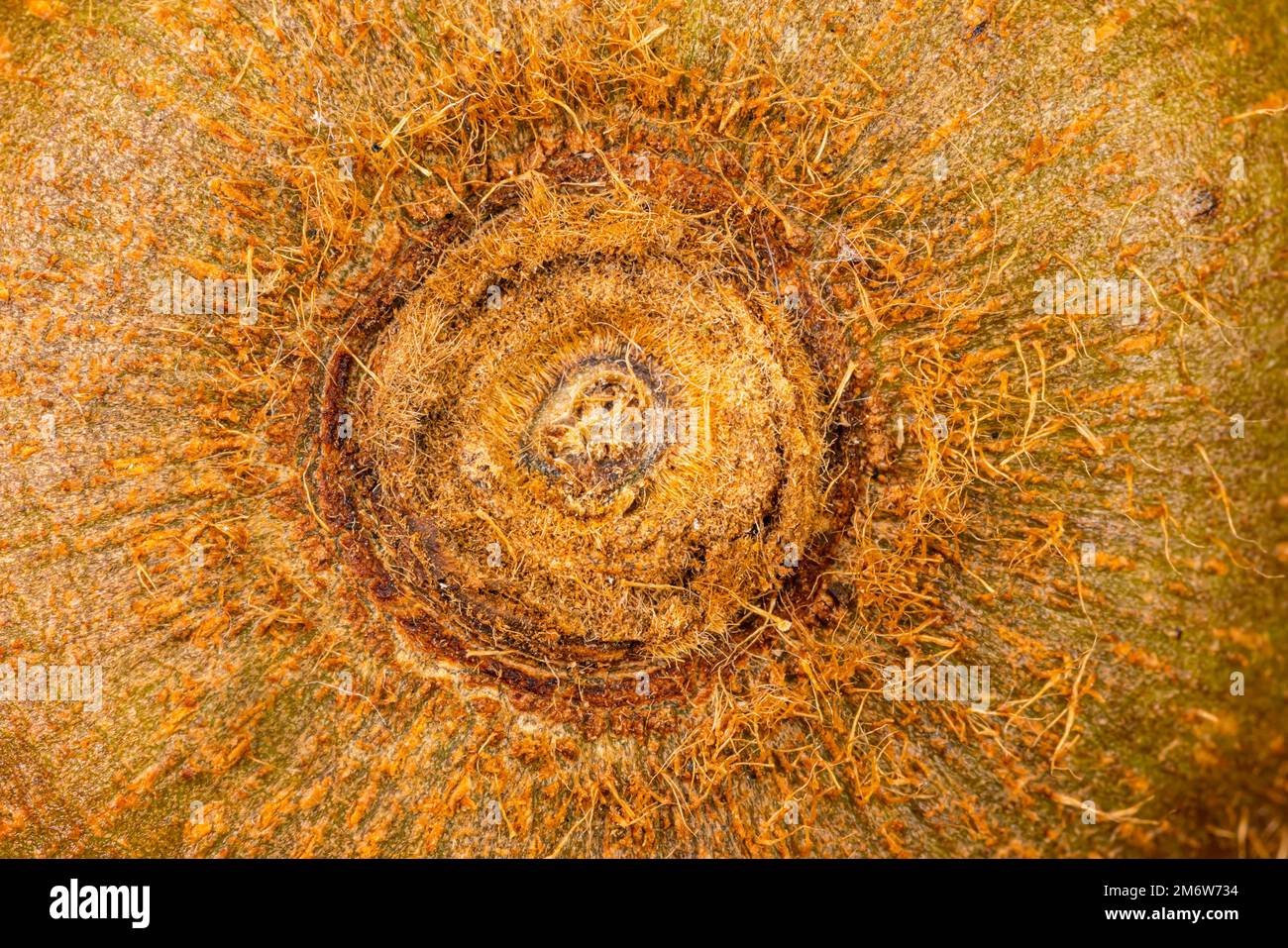 Vista dall'alto del residuo di stallo sulla buccia di kiwi fresco maturo e peloso. Foto Stock