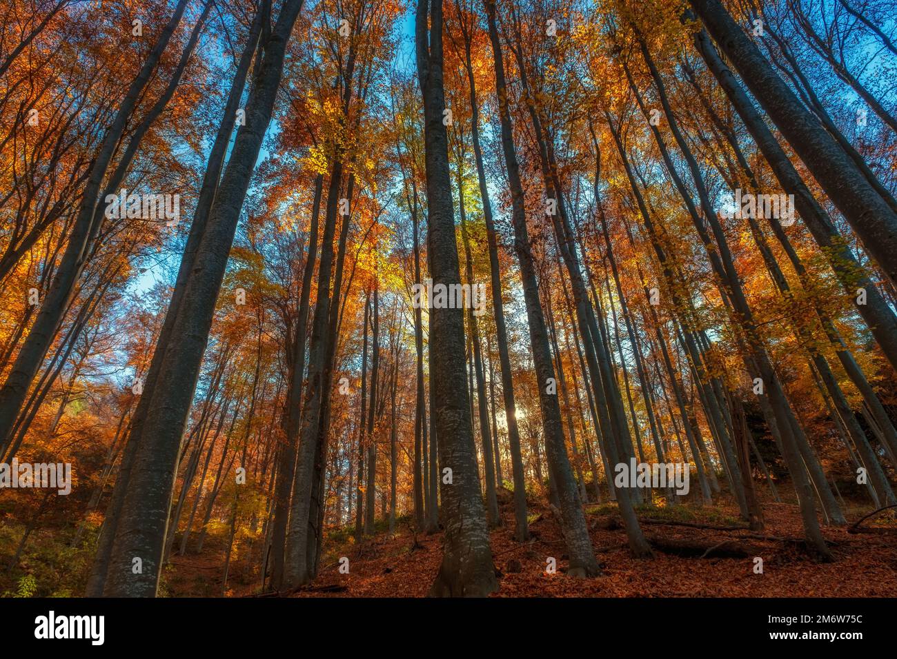 Montagna luminosa foresta autunnale Foto Stock