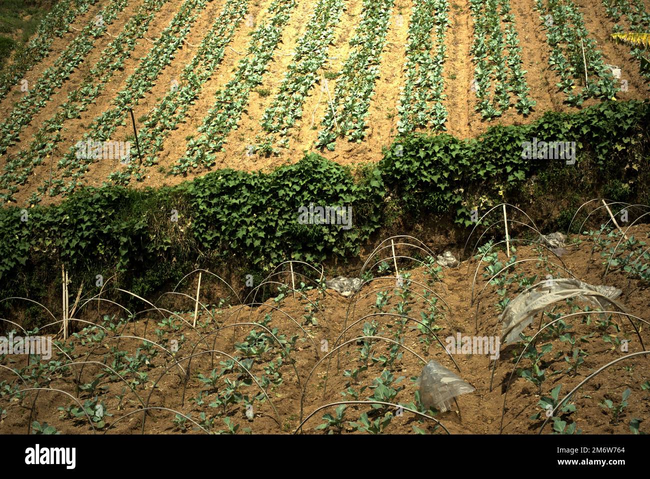 Campi agricoli proprio accanto al confine del Parco Nazionale del Monte Gede Pangrango a Ciputri, Pacet, Cianjur, Giava Occidentale, Indonesia. Foto Stock