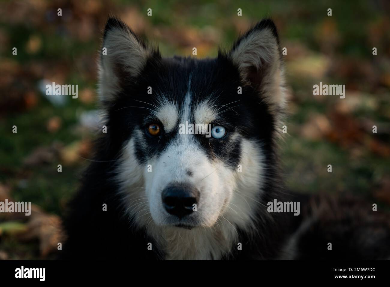 Fuoco selettivo primo piano di un Husky con occhi di colore diverso e foglie caduta sfondo Foto Stock