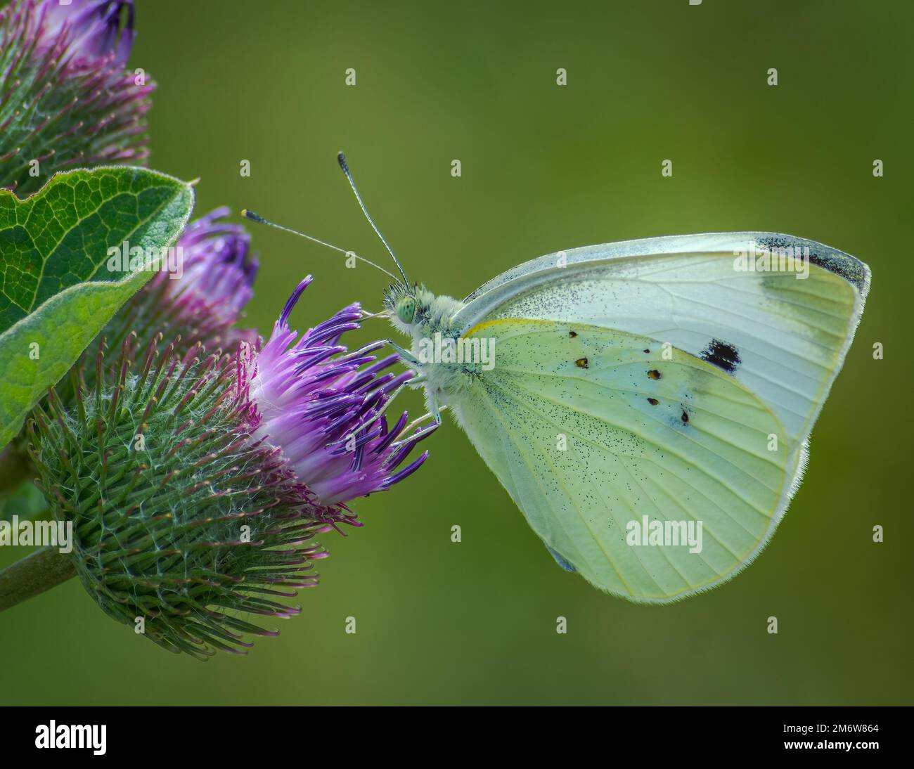 Cavolo bianco farfalla siede su un Thistle Foto Stock