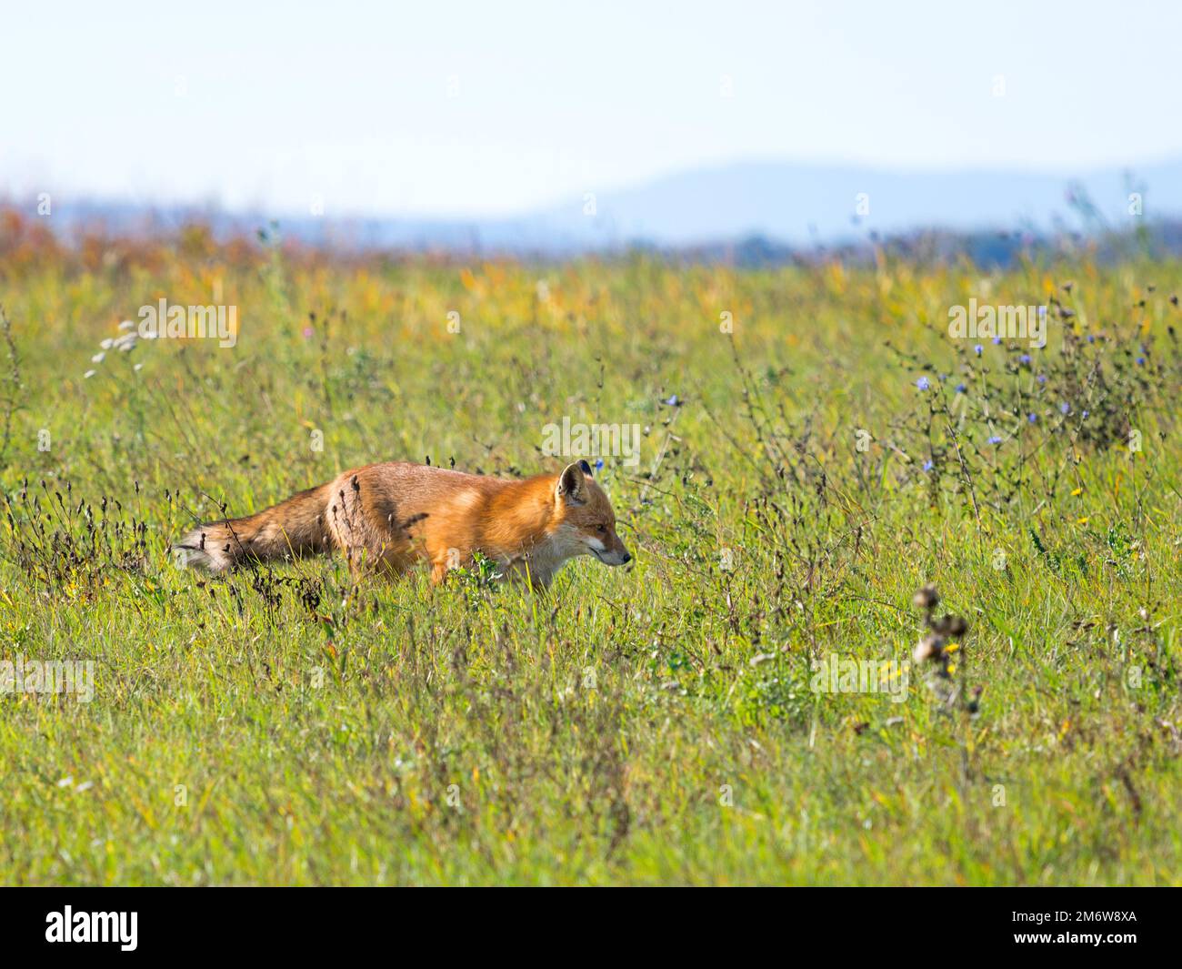 Un magnifico rosso selvatico volpe (Vulpes vulpes) a caccia di cibo da mangiare in erba lunga. Foto Stock