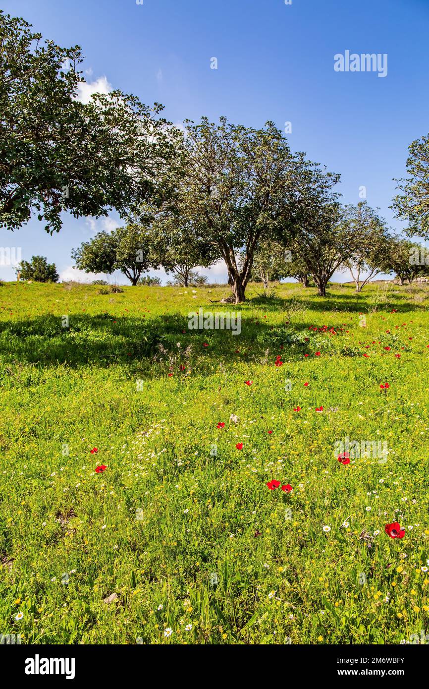 Primavera verde mondo. Israele Foto Stock