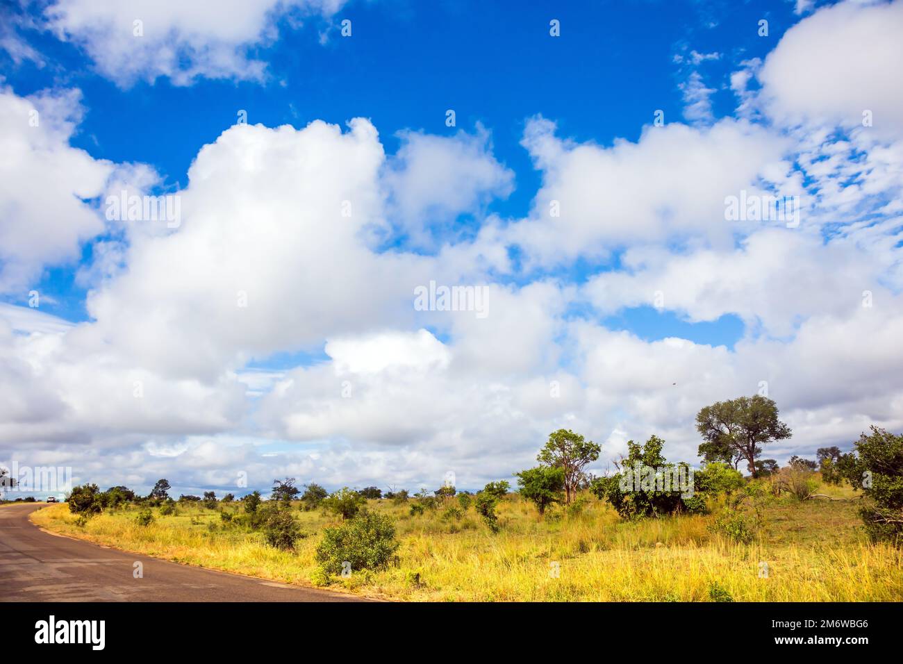 La savana africana Foto Stock