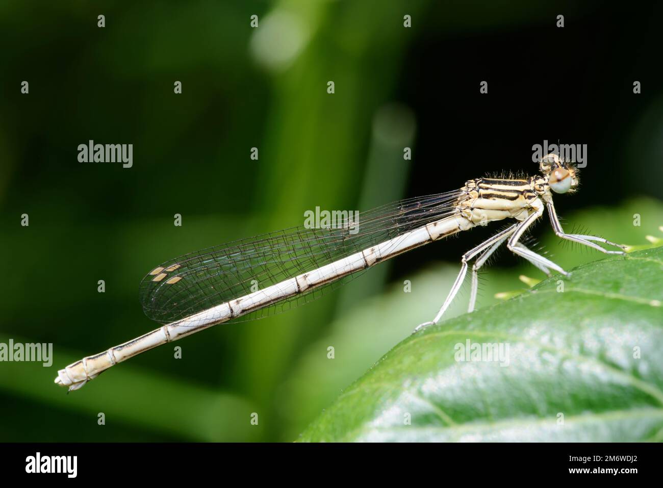 Zampa di damselfly bianca o gamba di piume blu (pennipes Platycnemis) Foto Stock