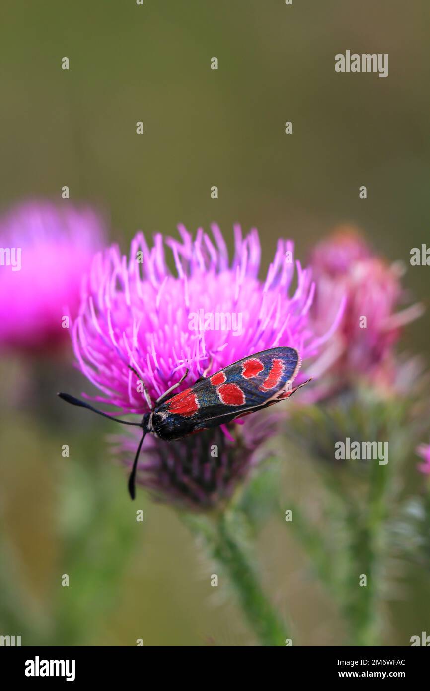 Un ariete rosso, Zygaena indit sul fiore di un cardo di latte. Foto Stock