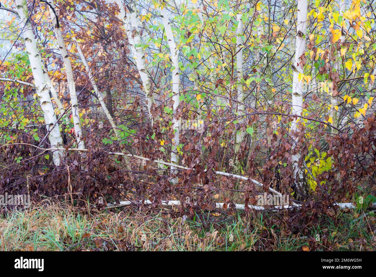 Alberi di betulla autunnali con foglie gialle da vicino Foto Stock